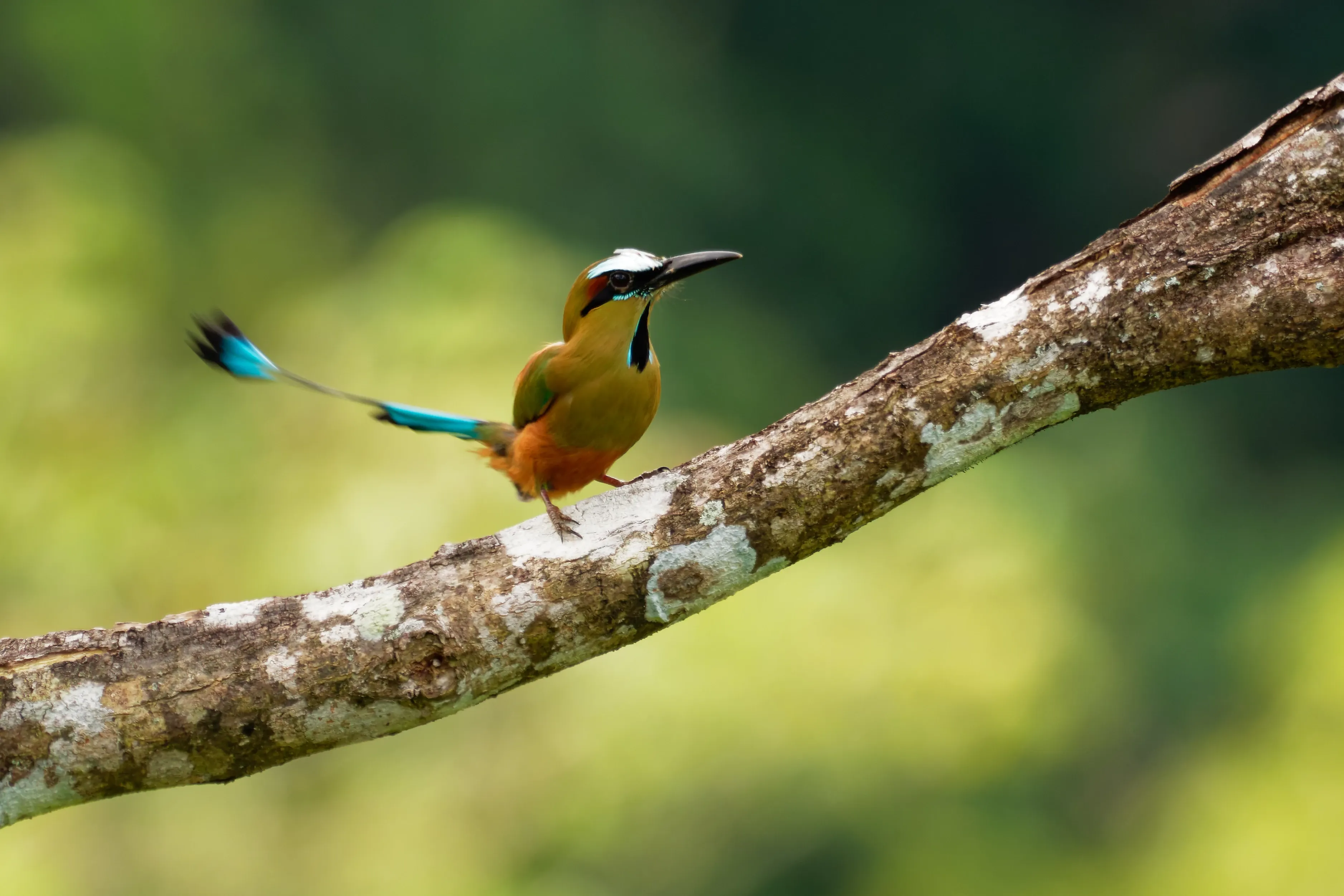Turqoiuse browed motmot