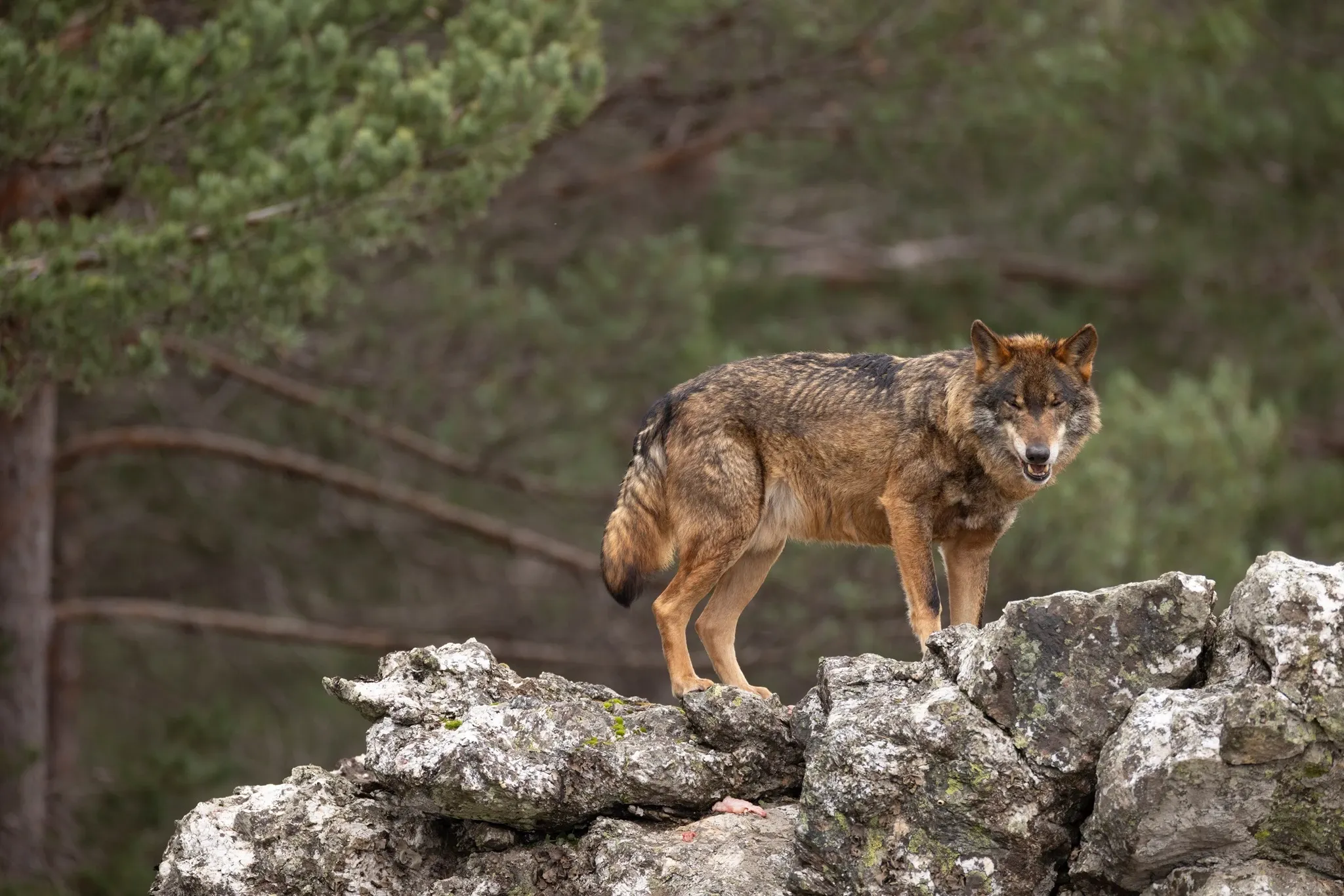 Iberian wolf