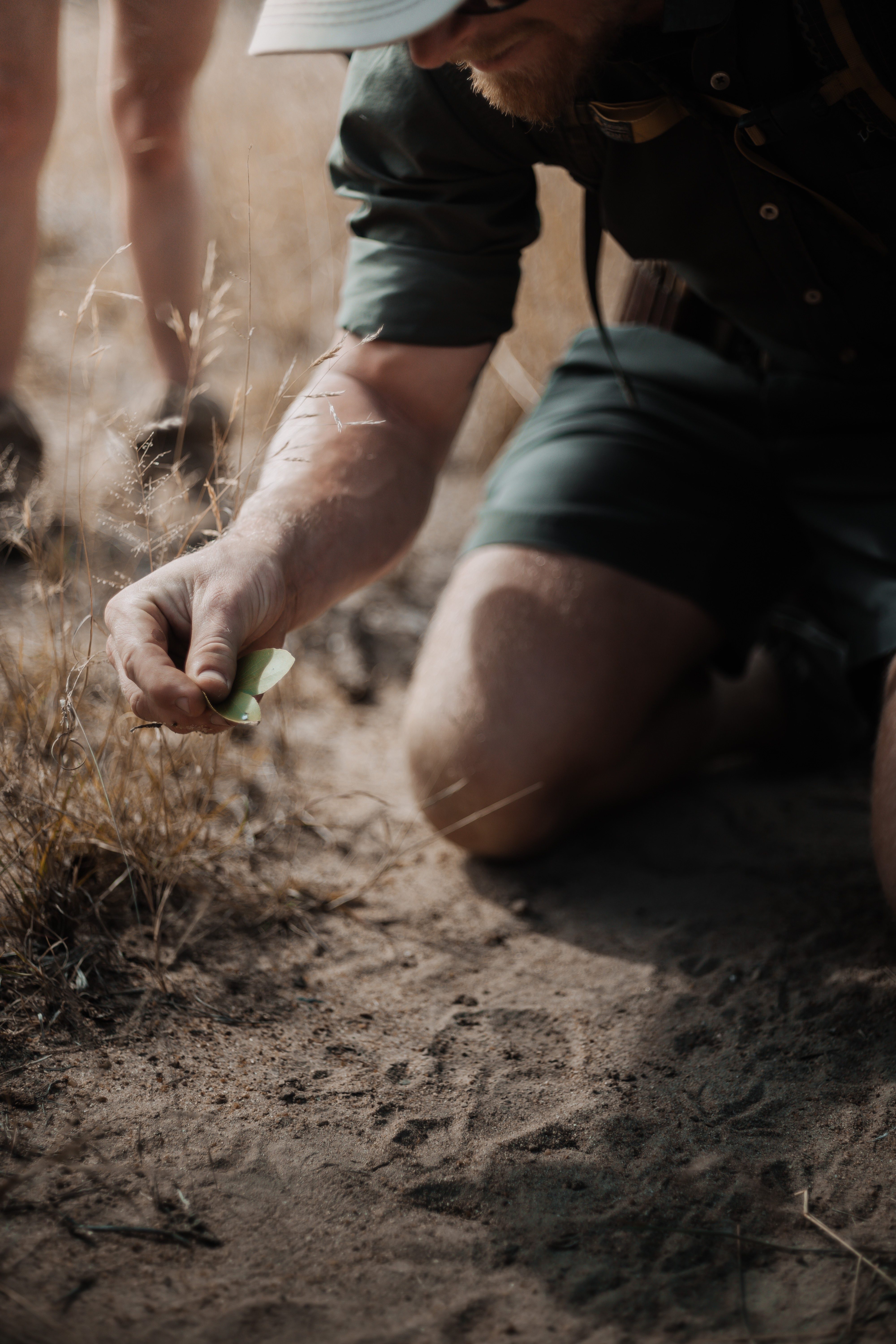 Person holding leaf next to animal tracks