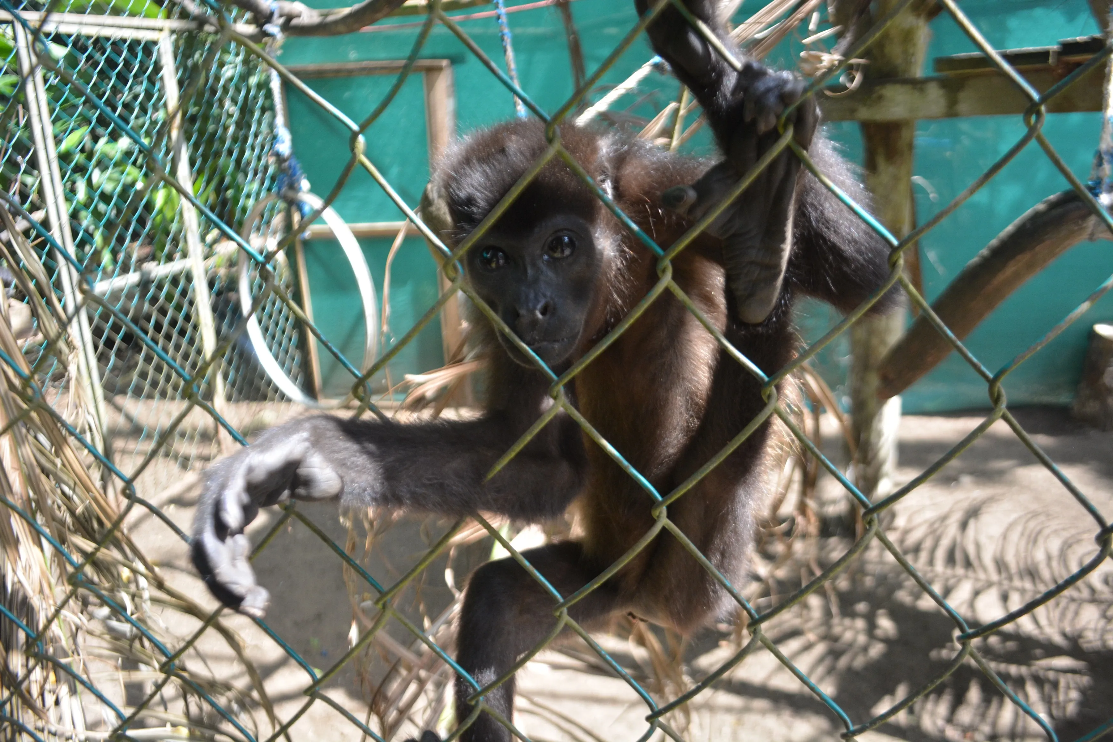 Howler monkey in shelter