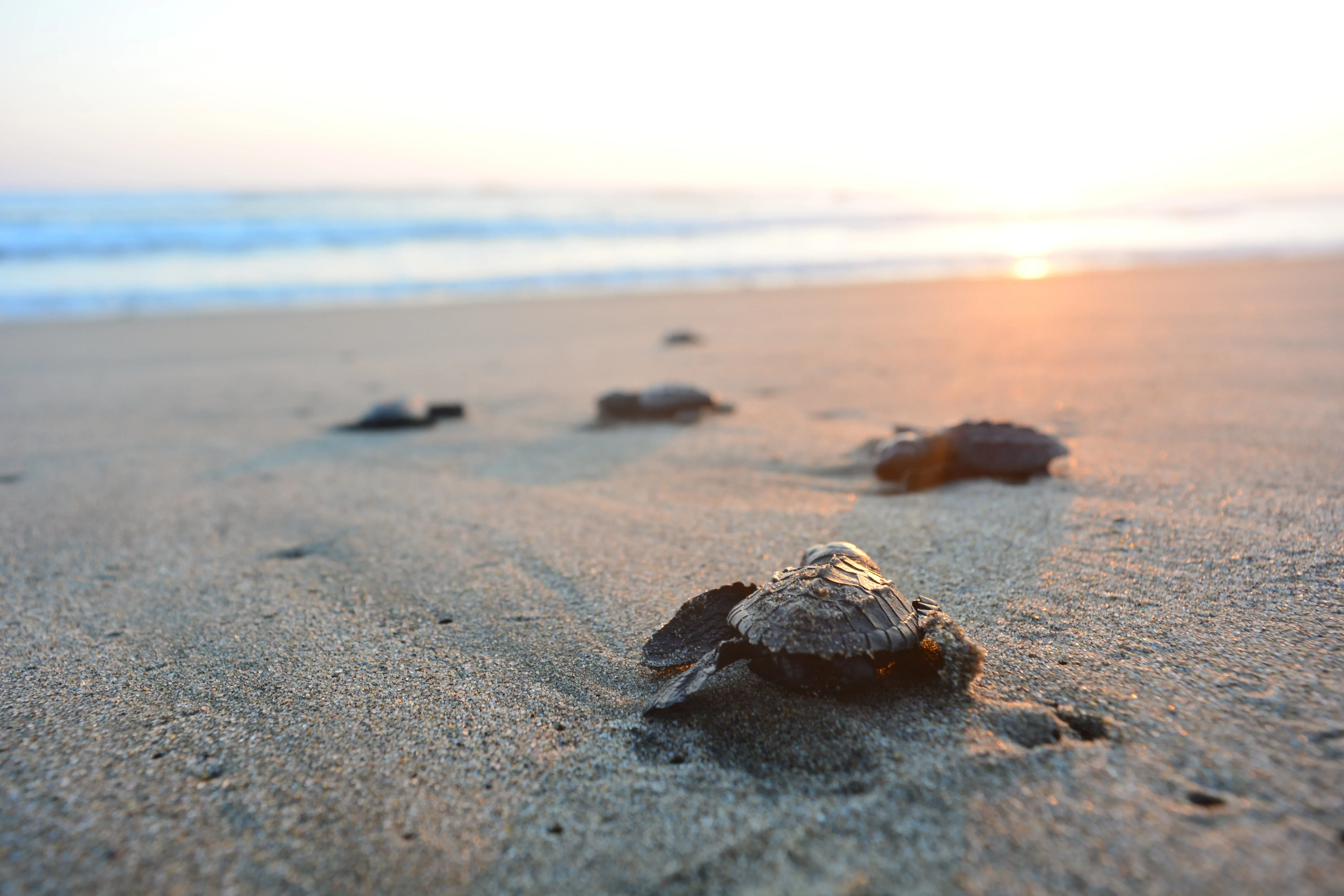 Baby turtles on the beach on their way into the sea.