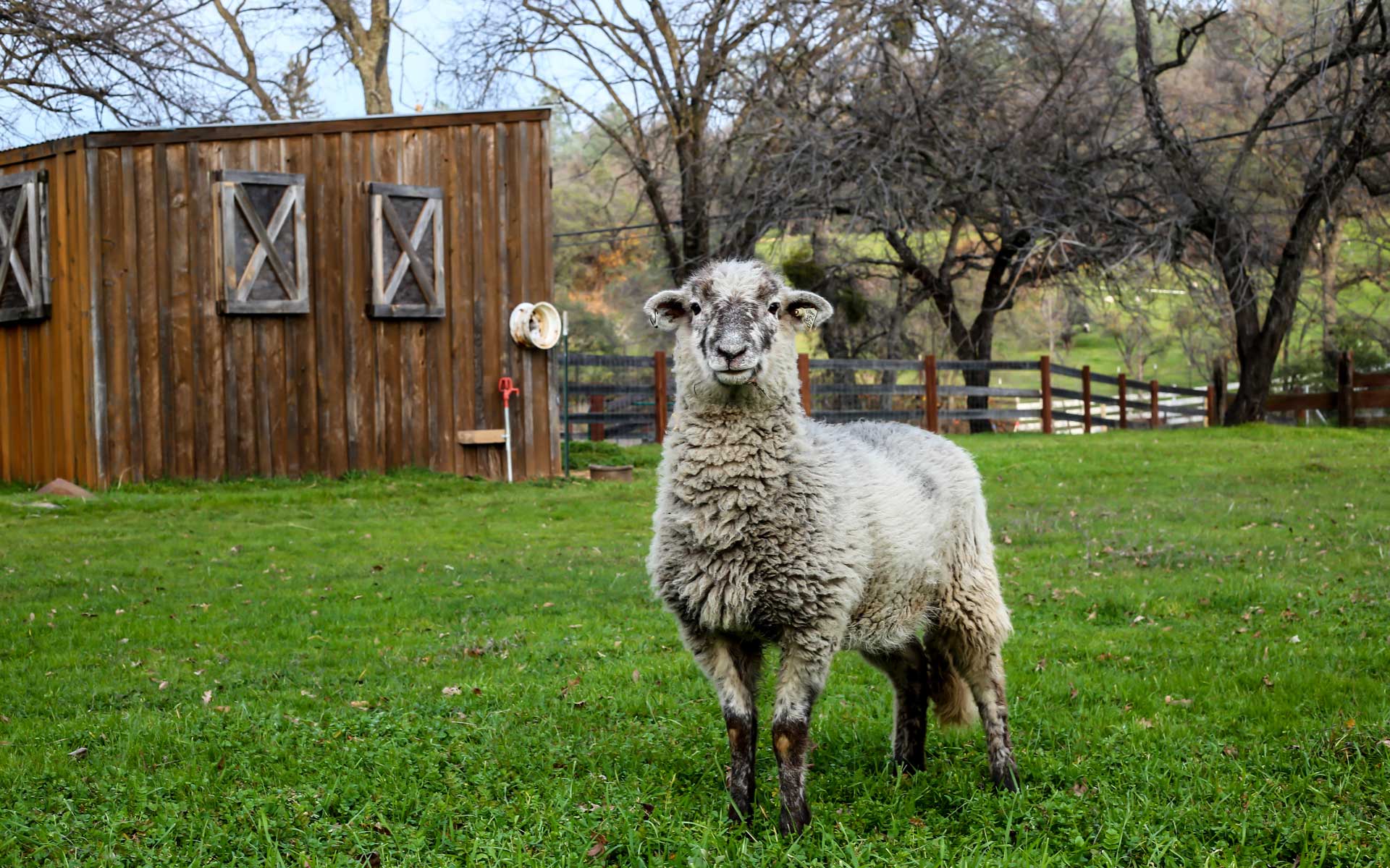 Vegan farm animal welfare