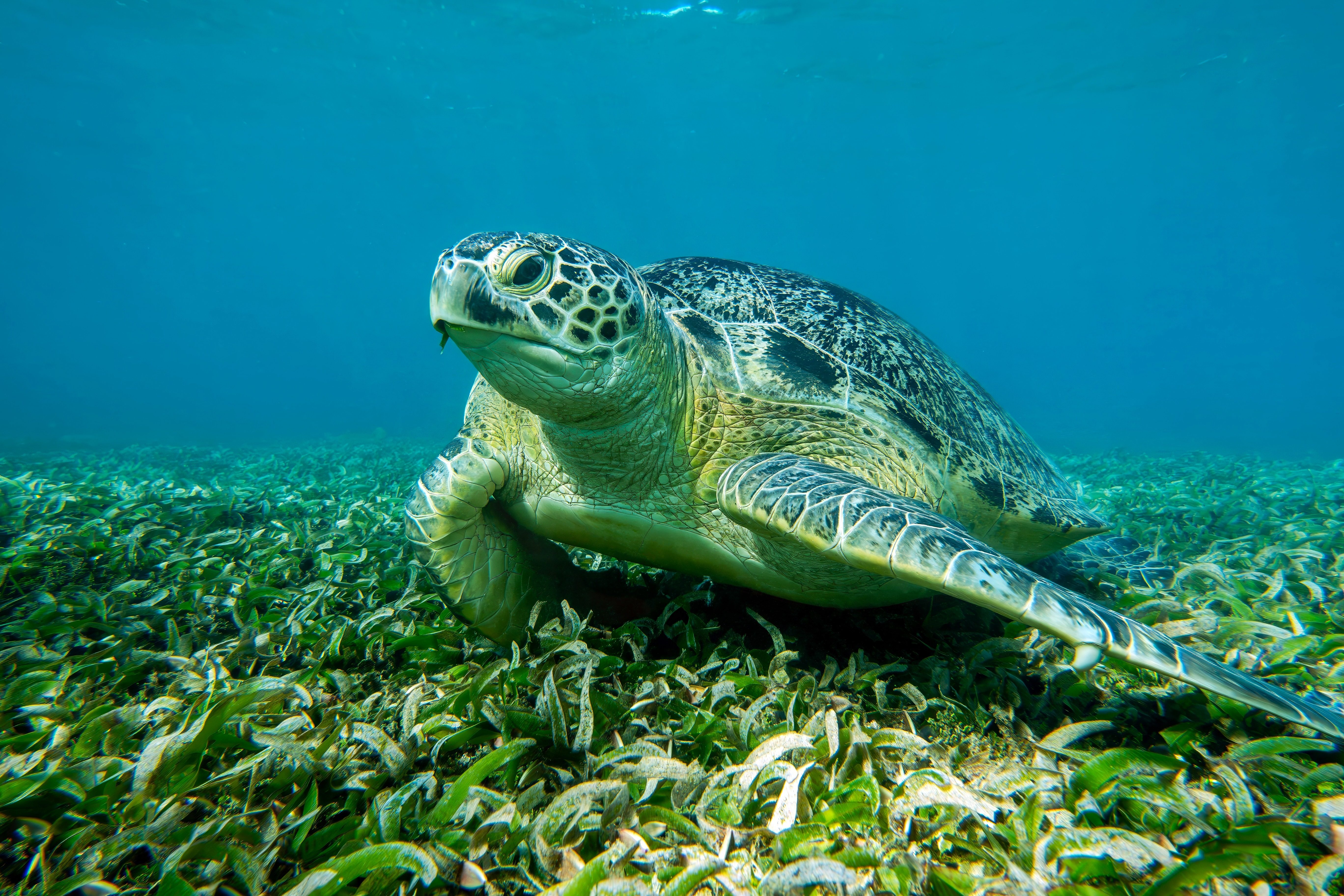loggerhead turtle on sea floor