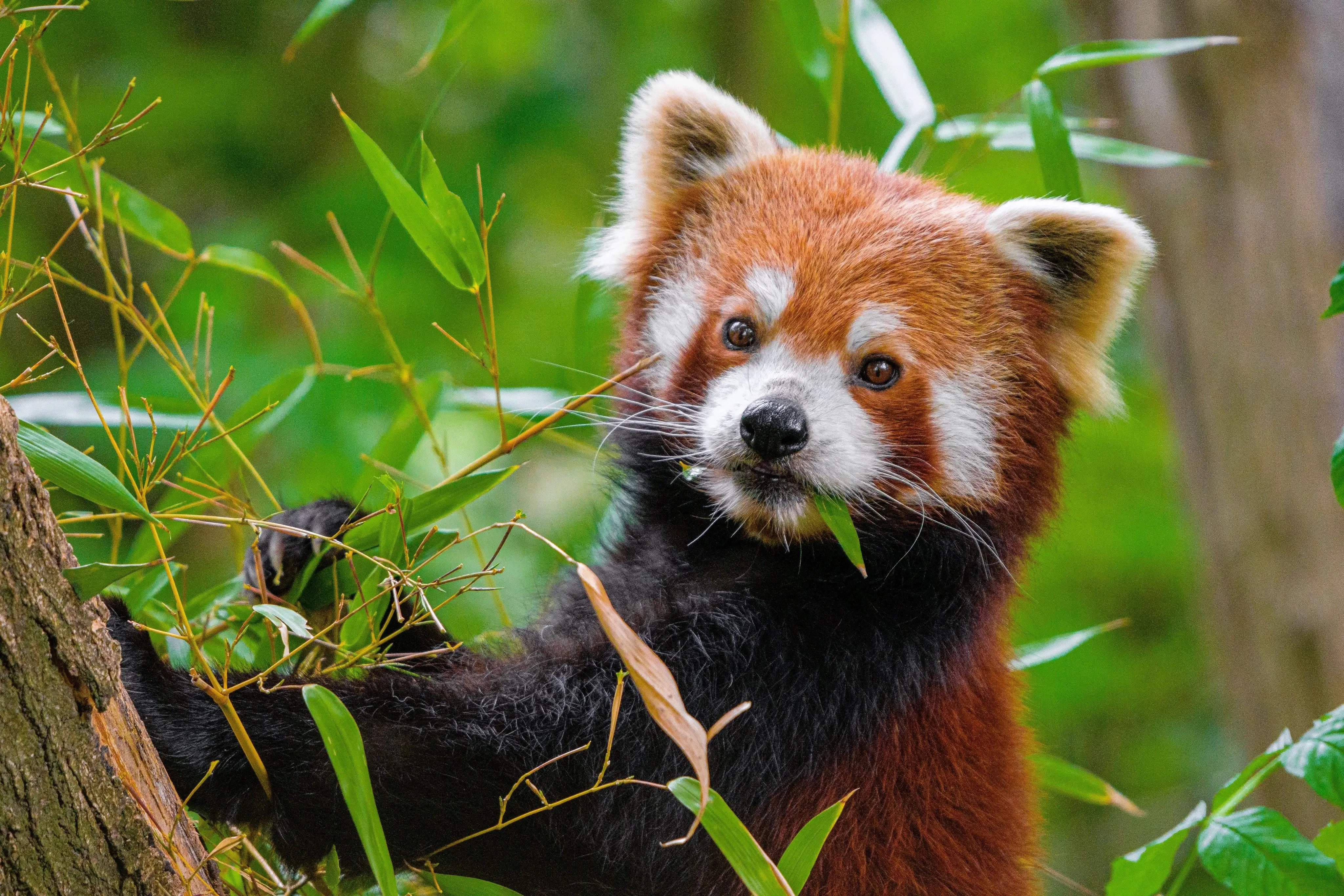 red panda