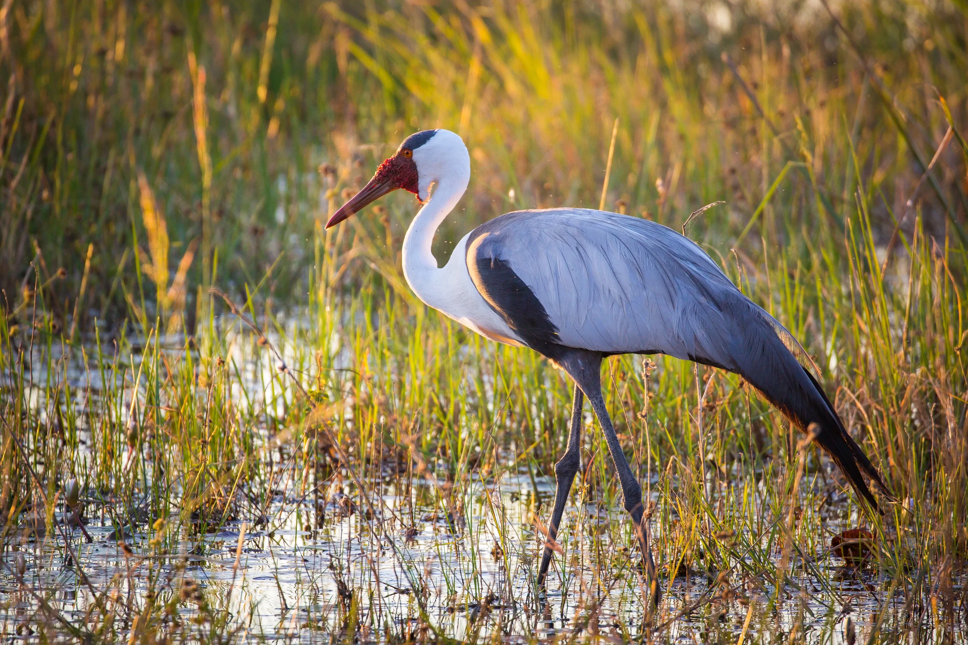 Wattled crane im Wasser