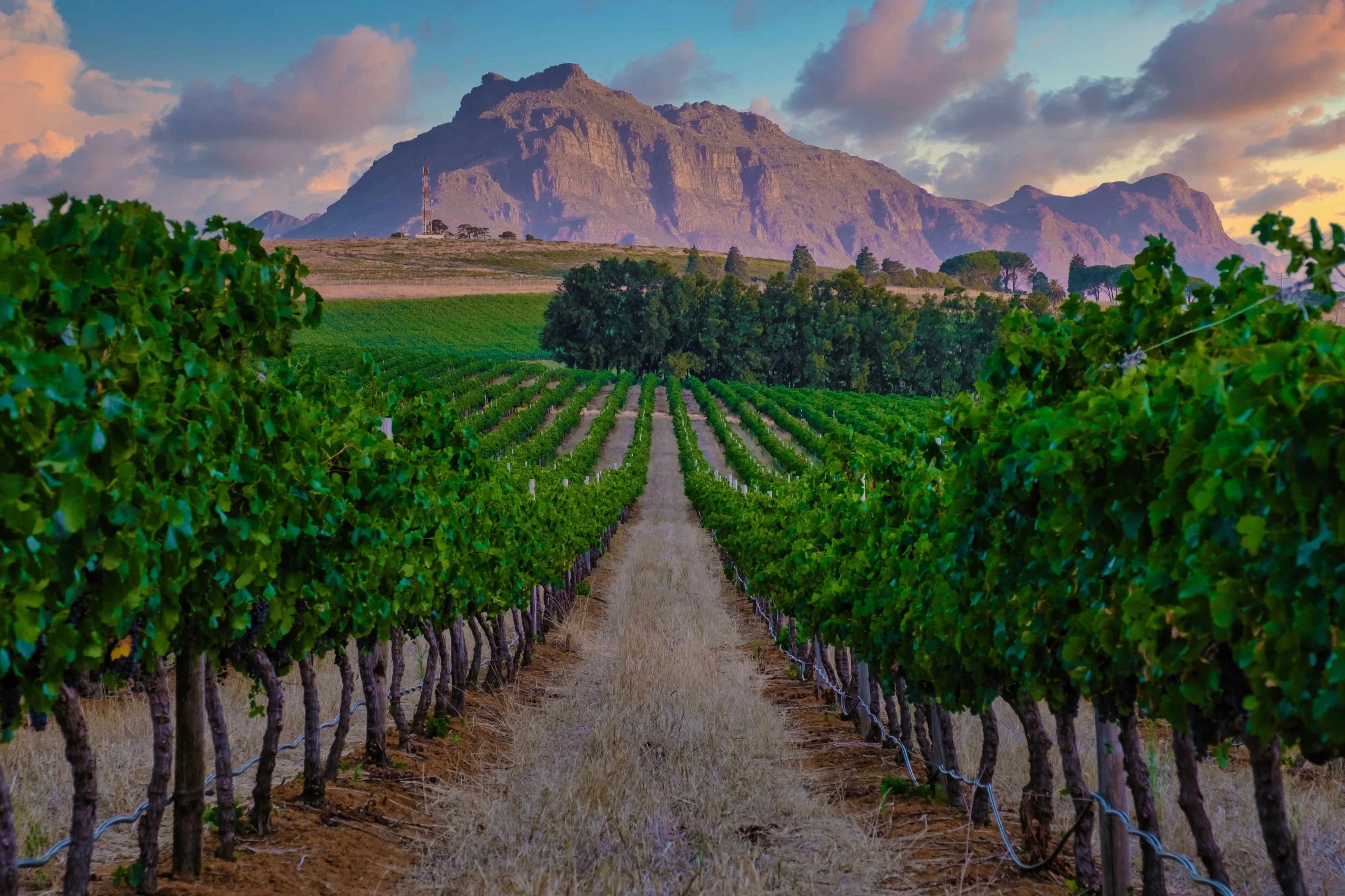 Stellenbosch vineyards