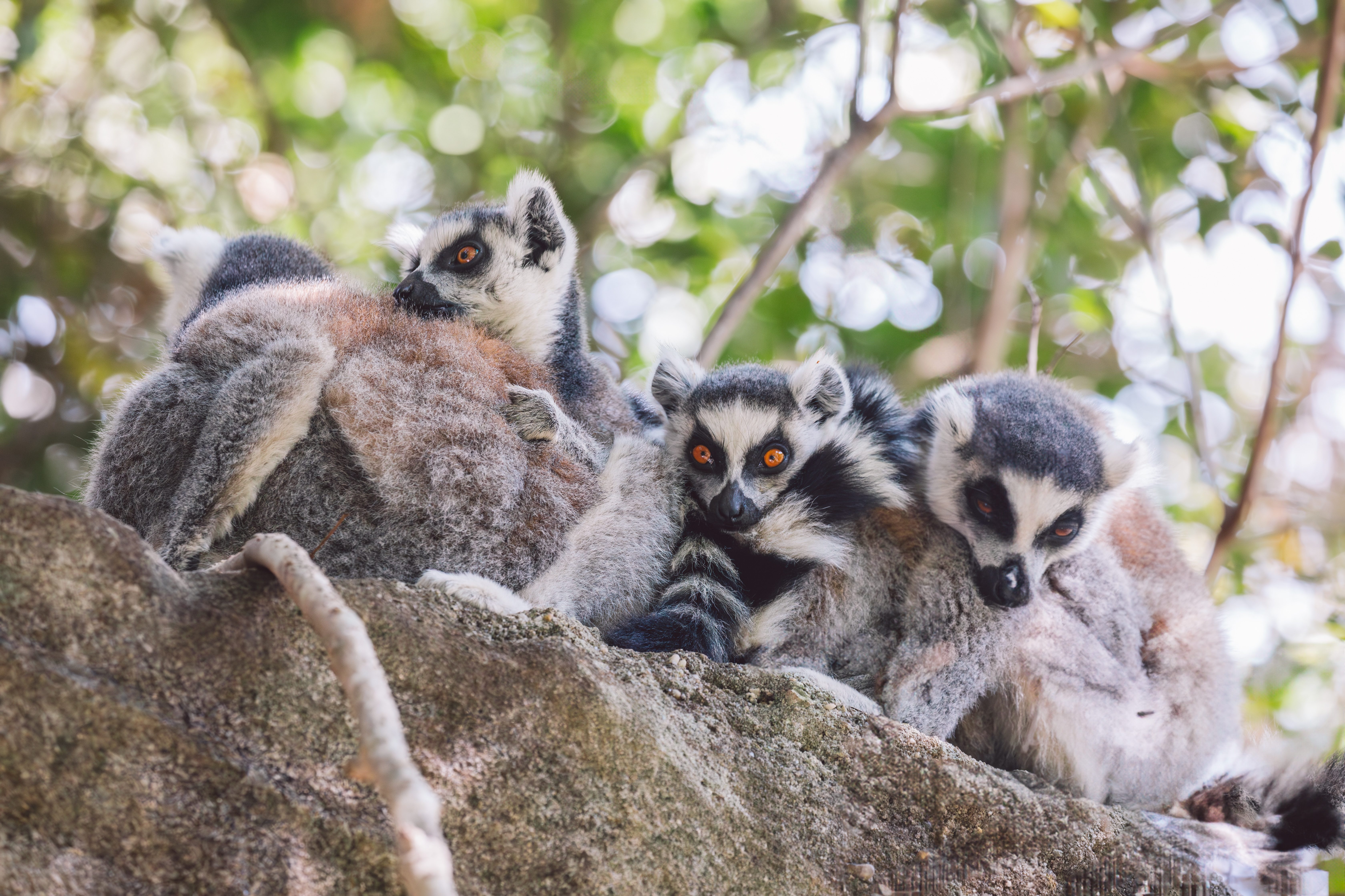 group of lemurs
