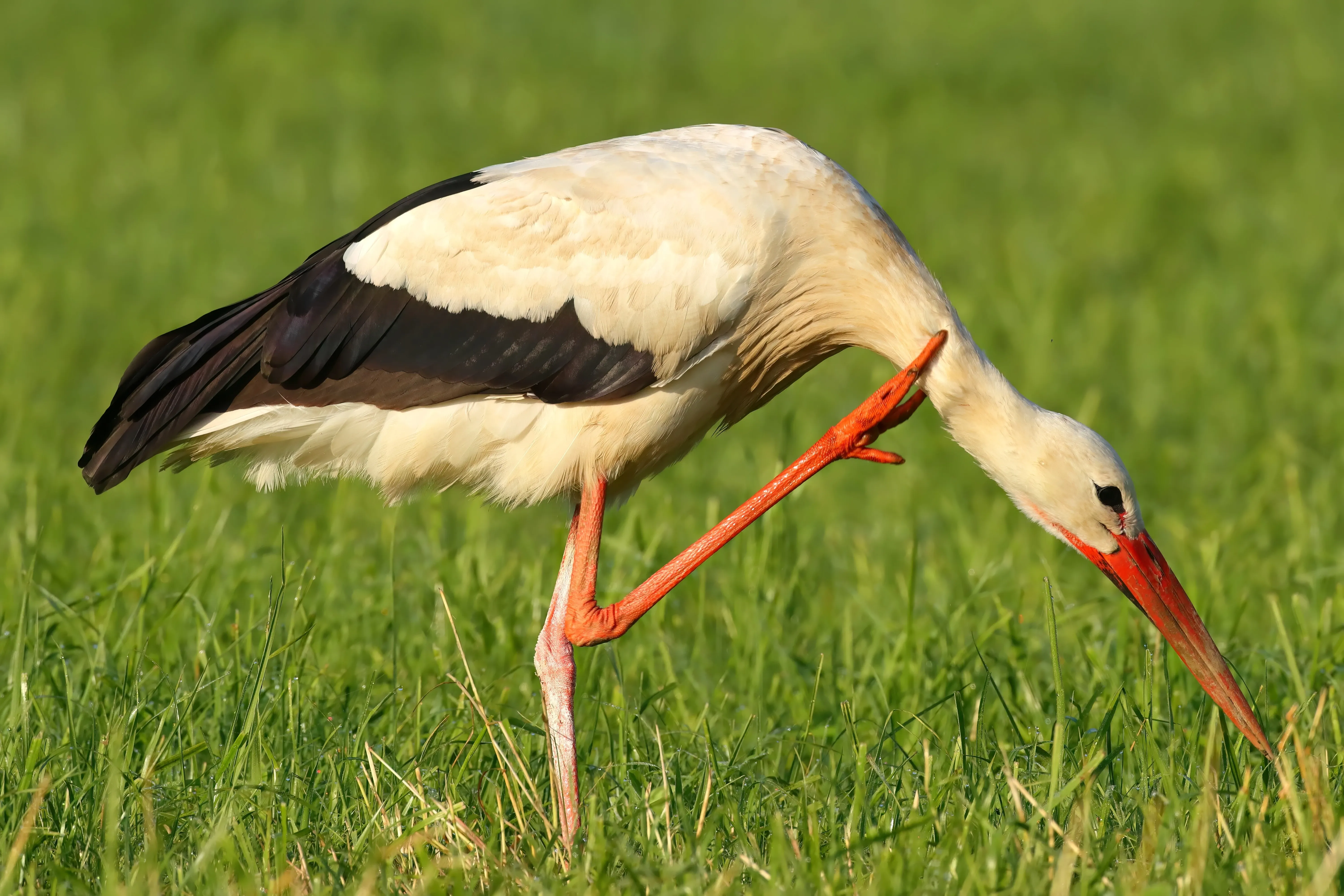 Europäischer Storch