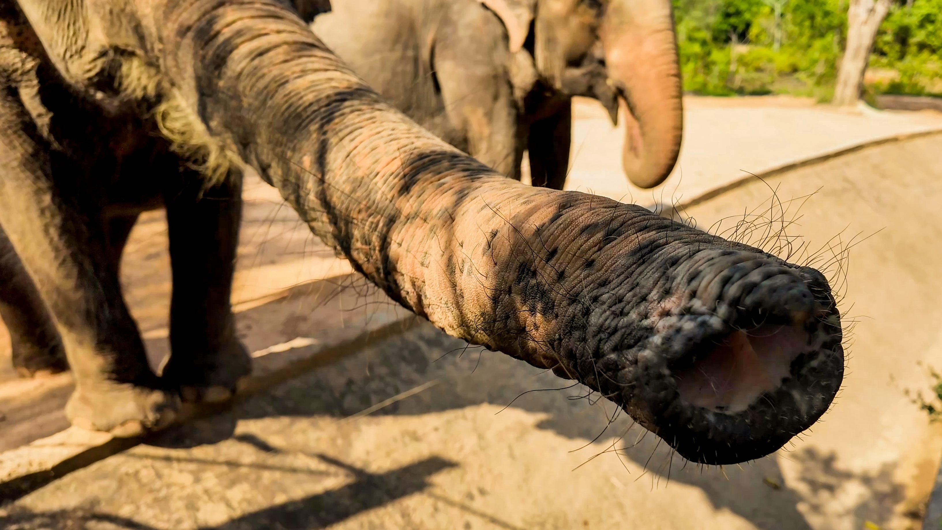 Vergleich von afrikanischen und asiatischen Elefanten