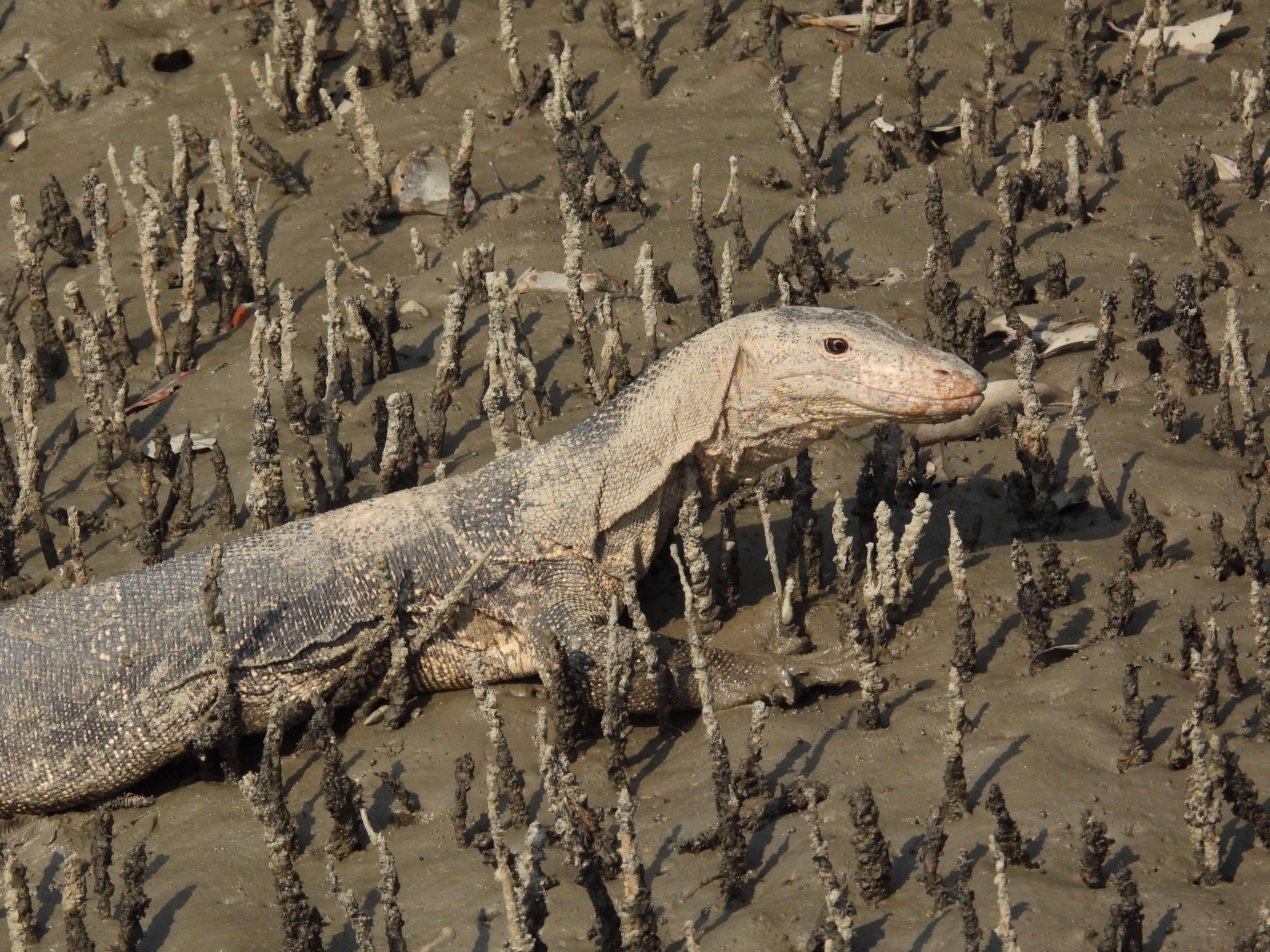 Water monitor