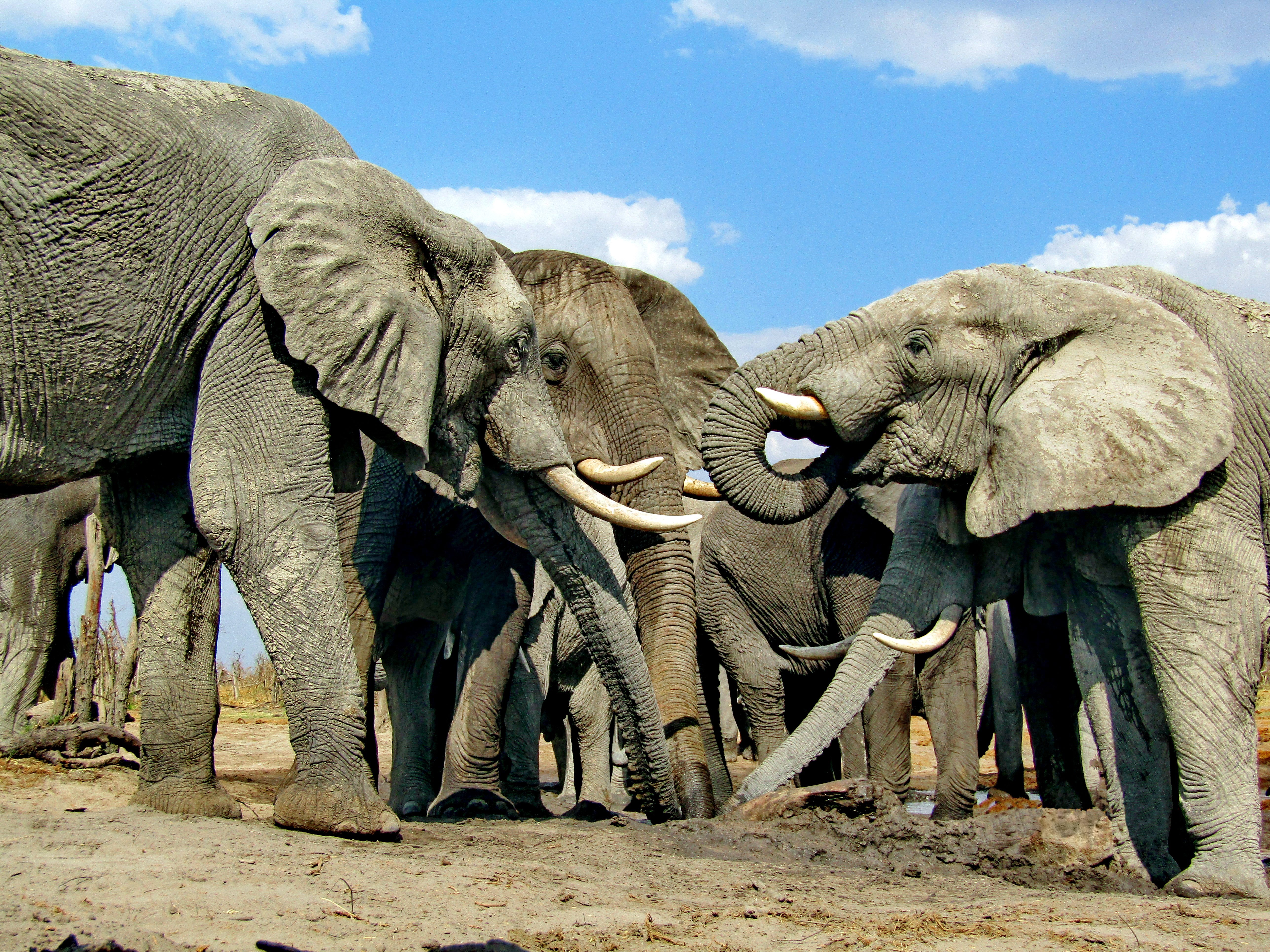 elephants