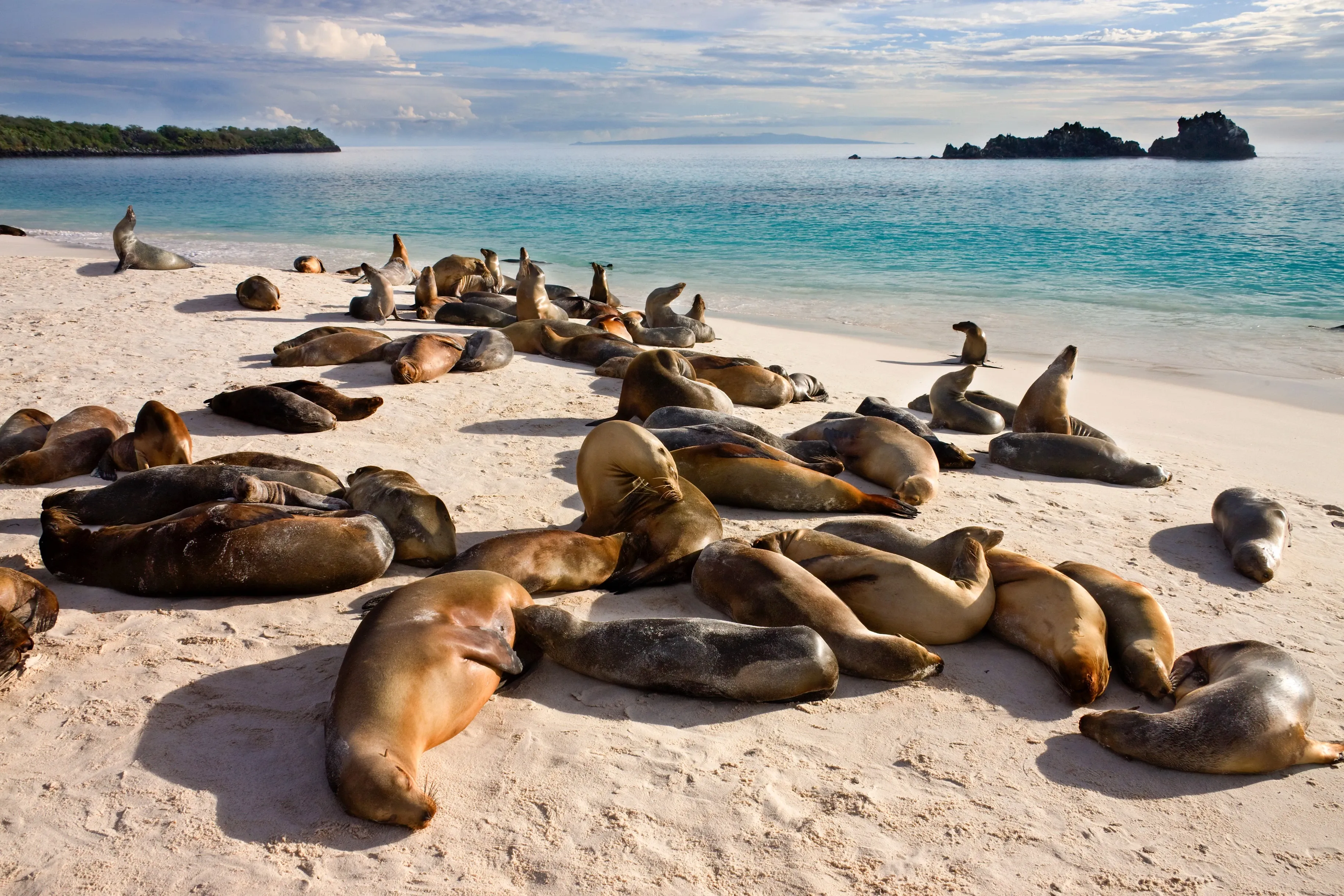 seals in ecuador