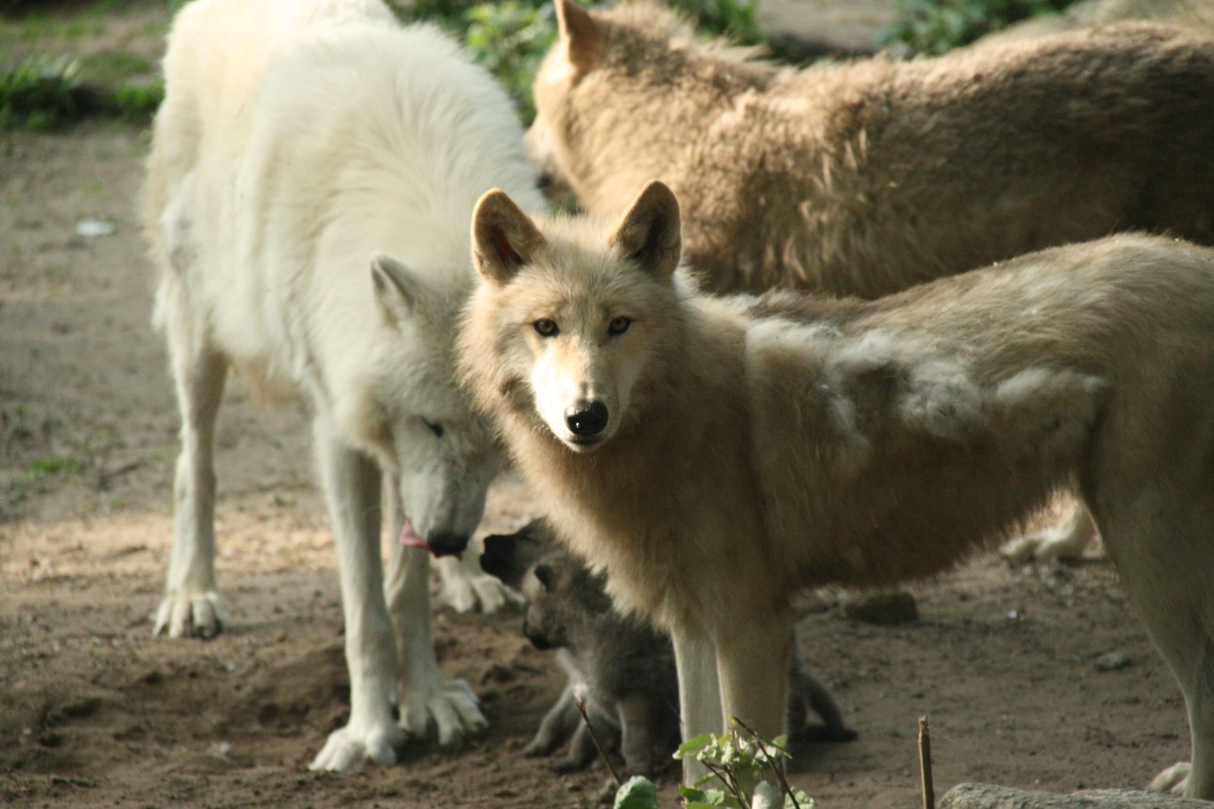 wolf