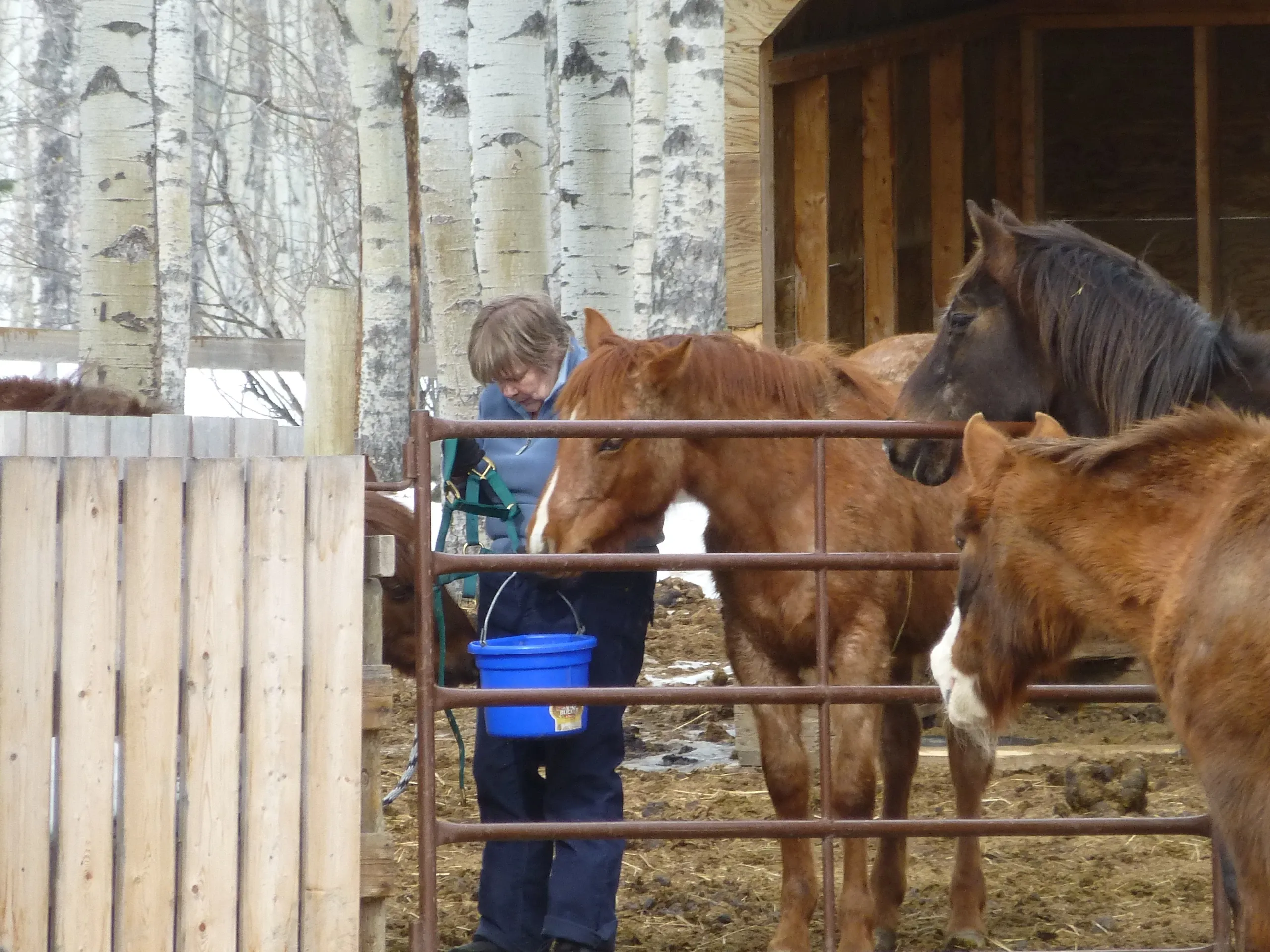Freiwilligenprojekt Alberta Pferdeschutz, Kanada
