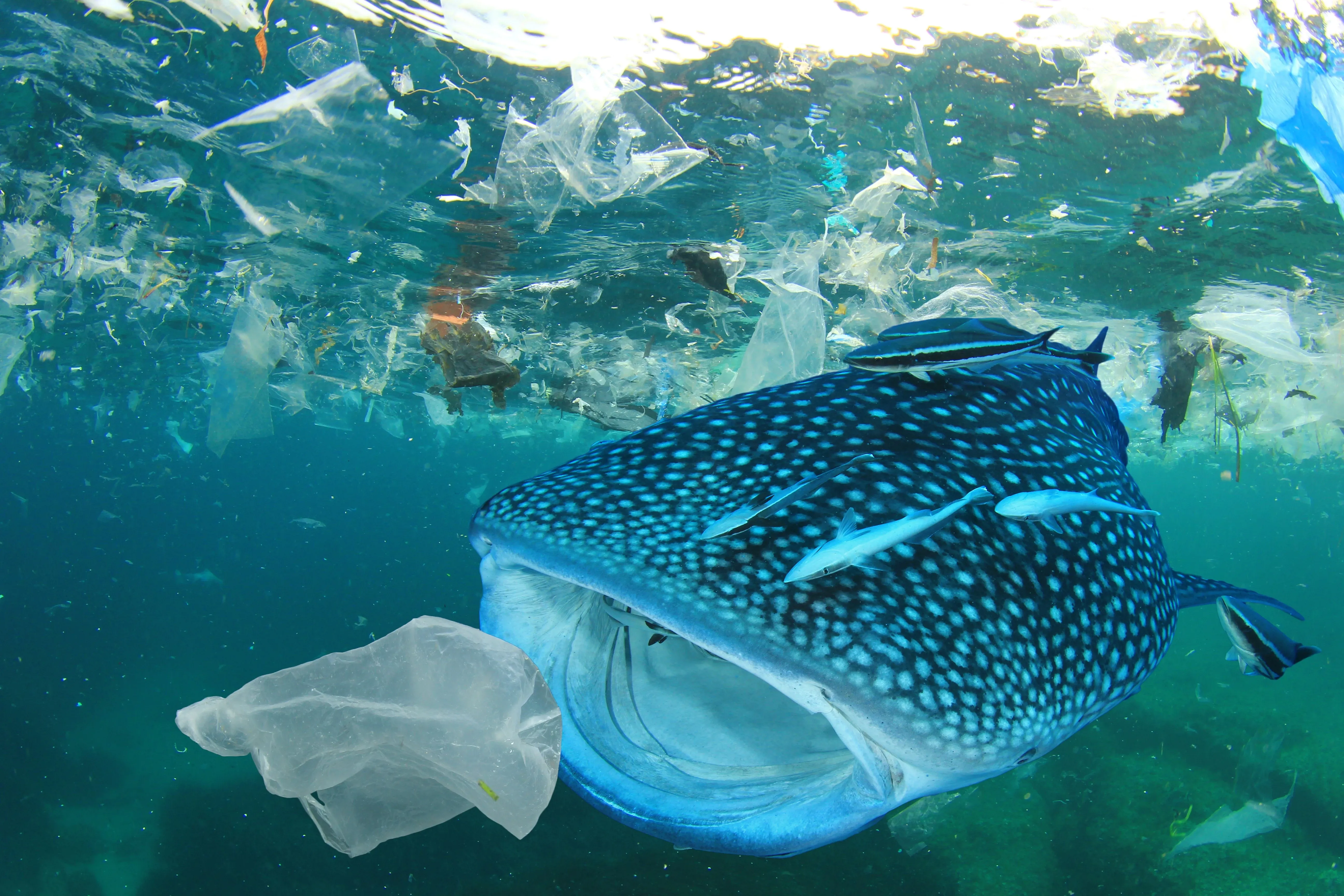 Whale shark eating plastic
