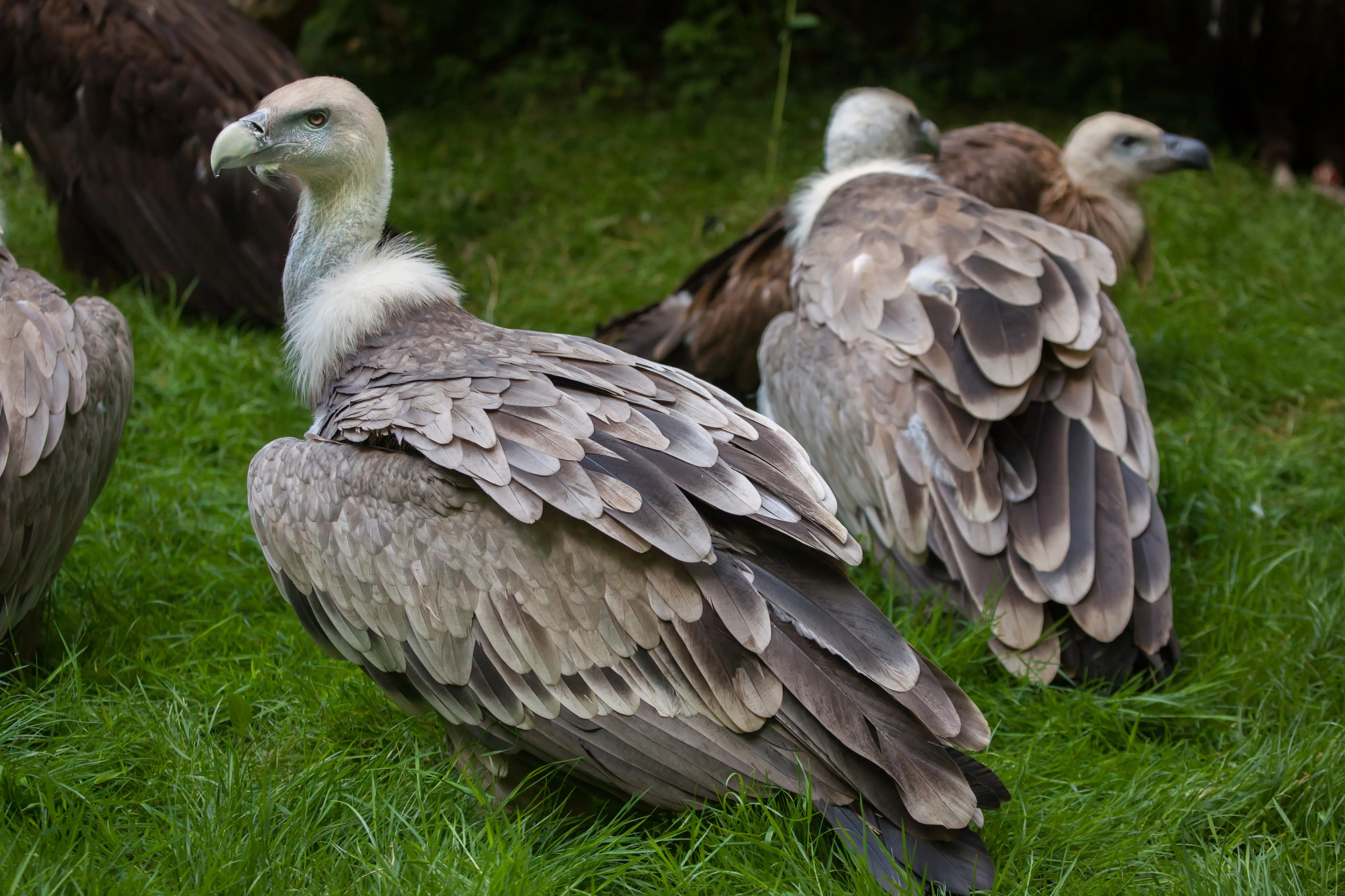 Griffon vulture