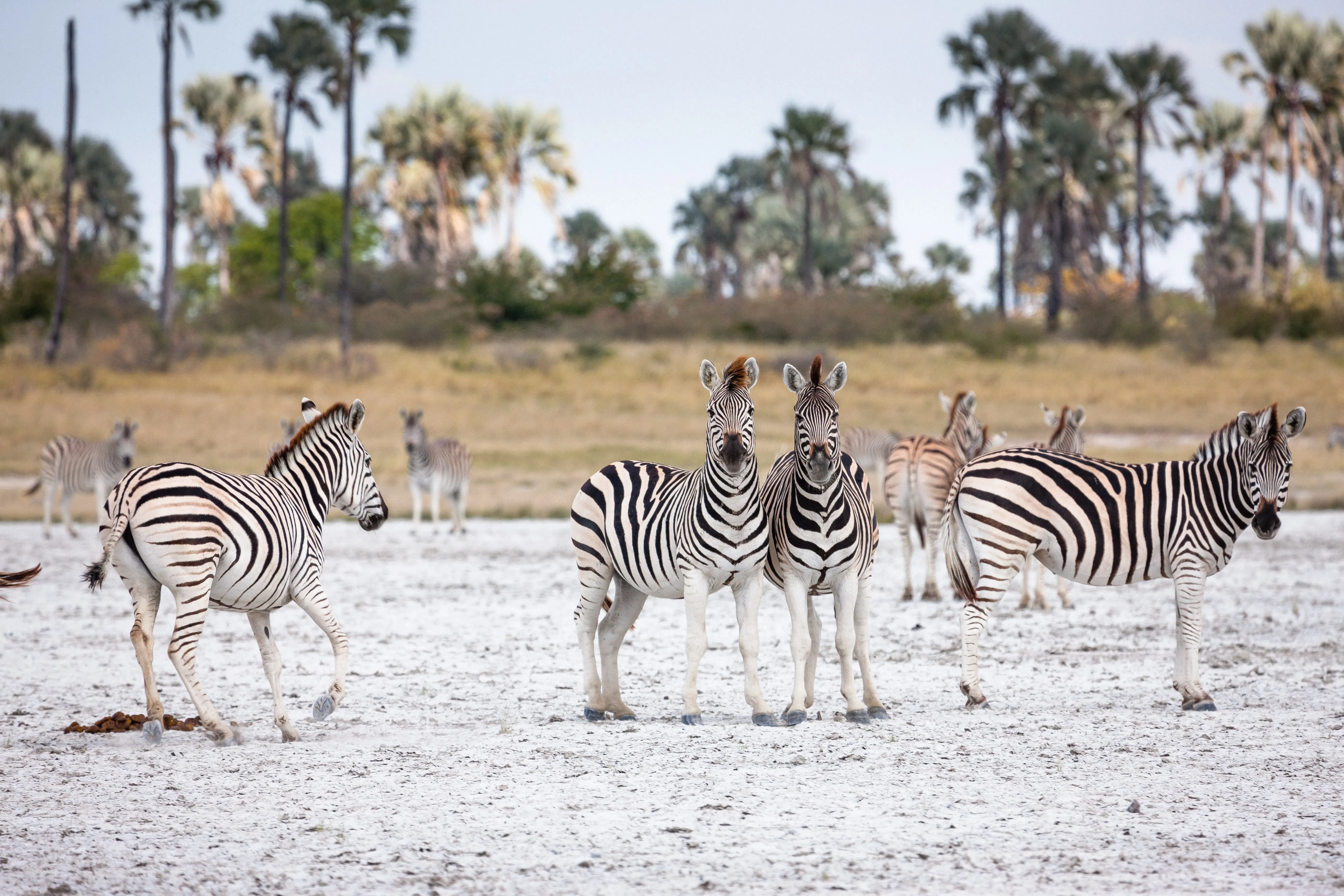 Zebra herd in Botswana