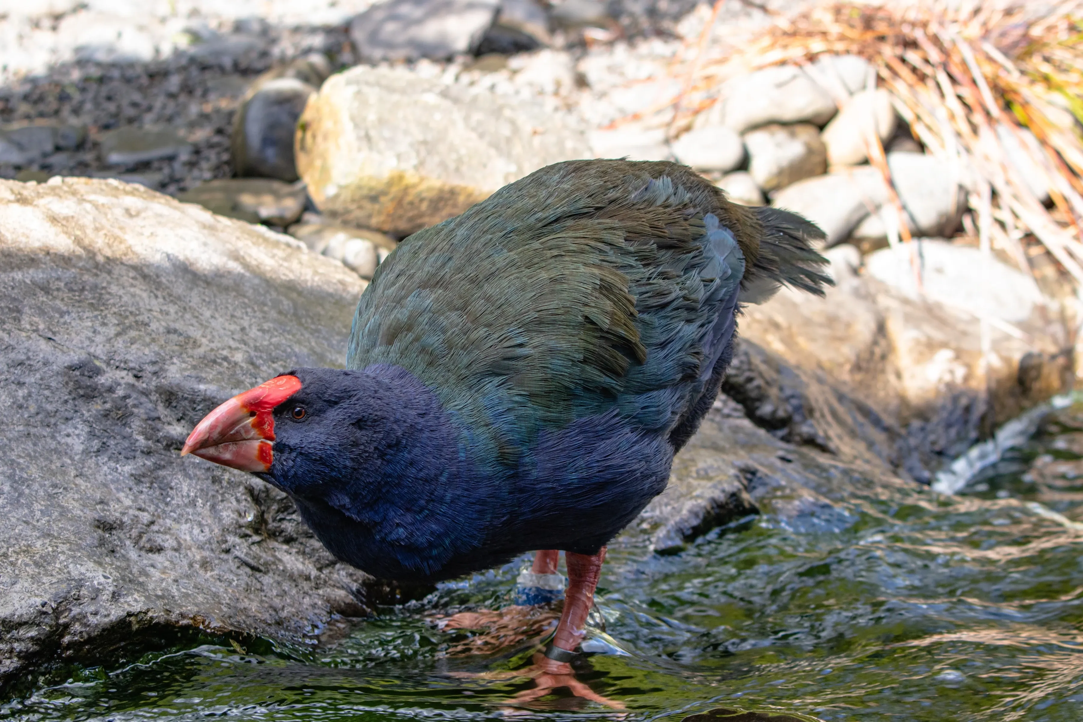 Volunteering in Oceania