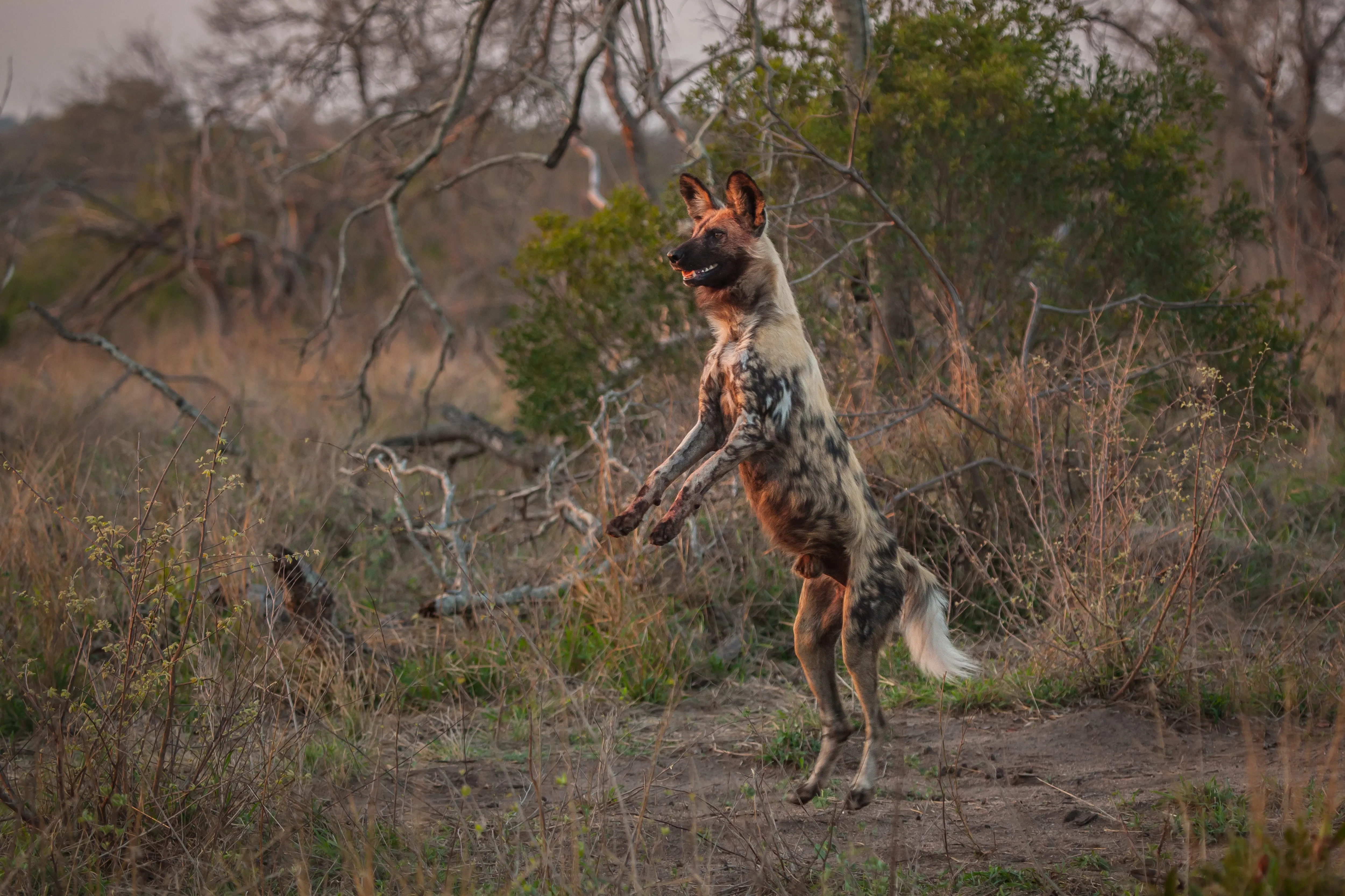 wild dog on back legs