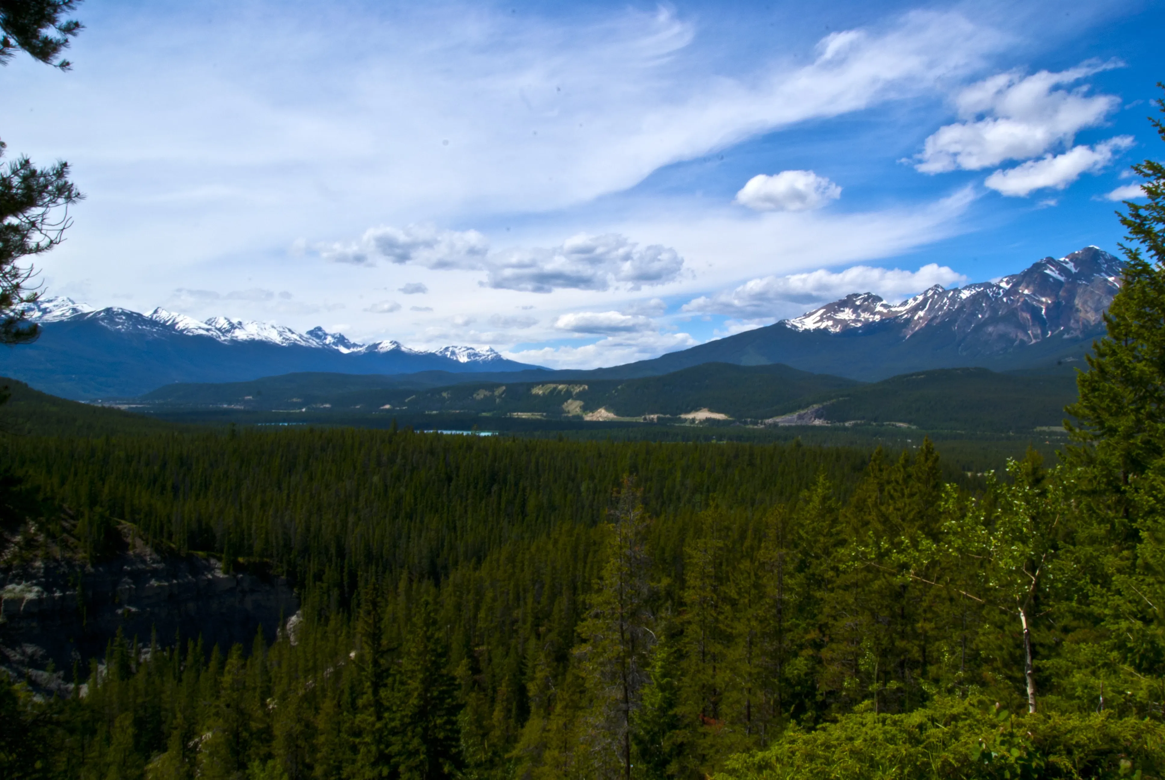 chilcotin forest view