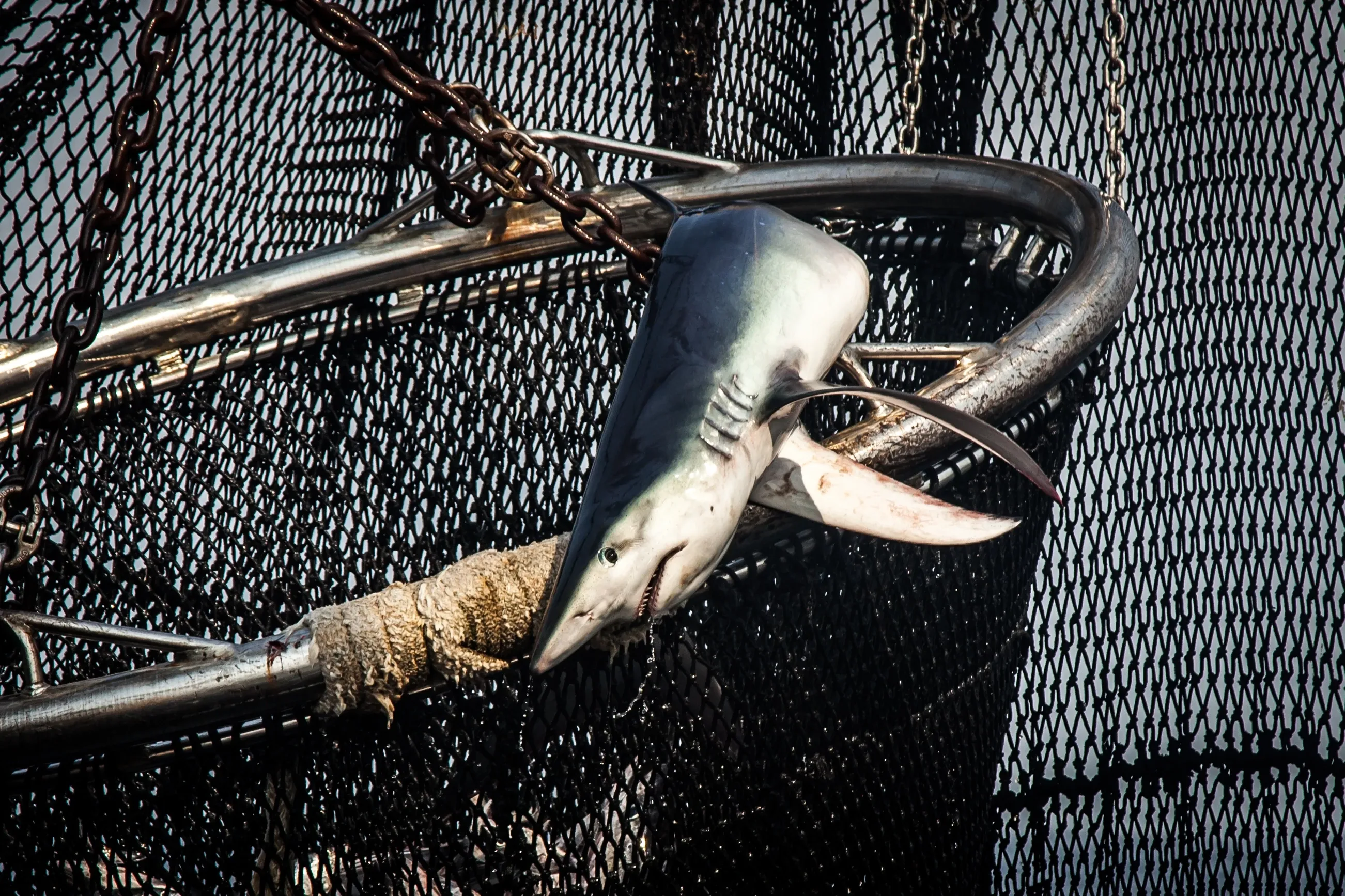 shark bycatch