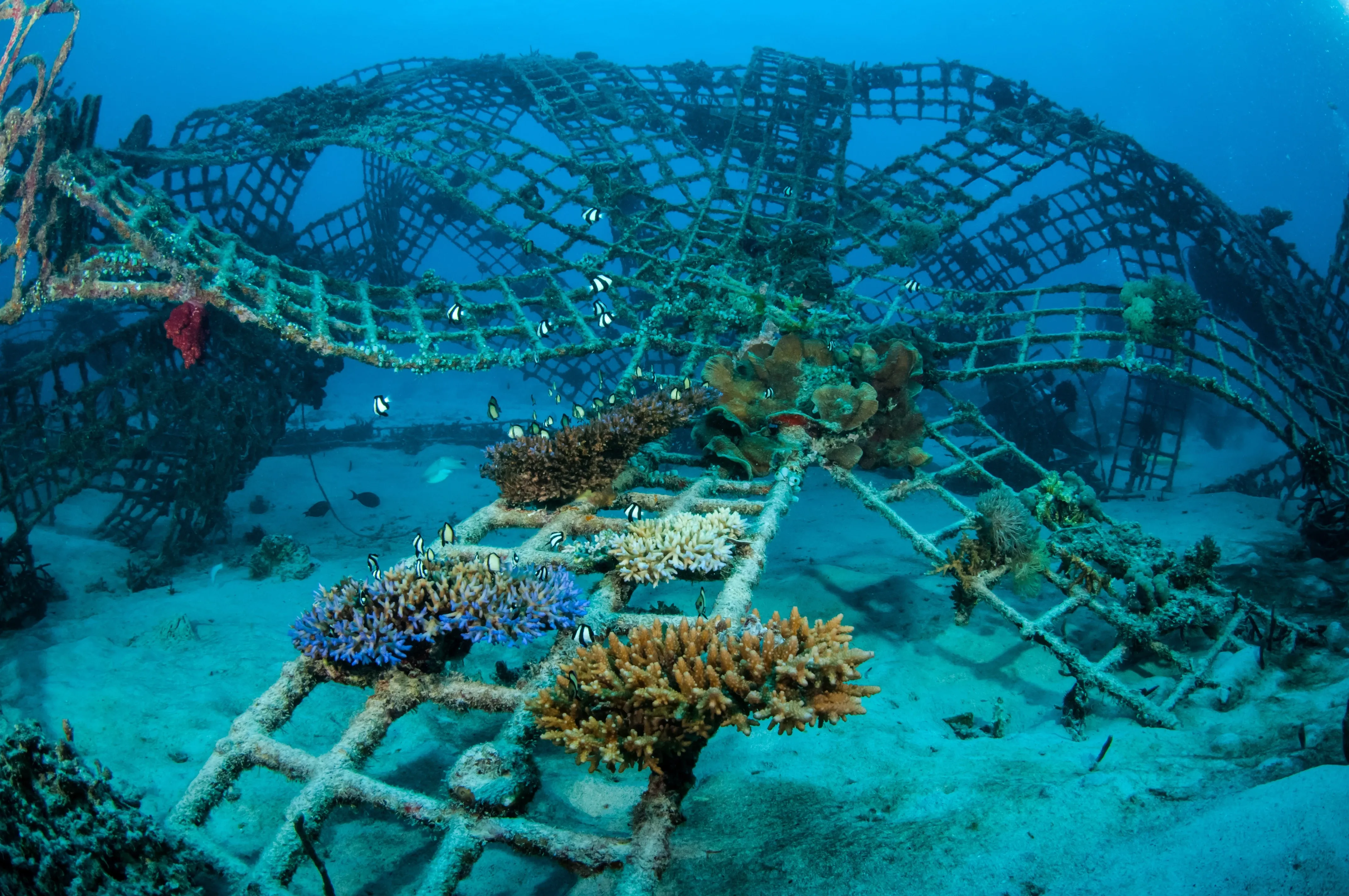 Underwater coral garden