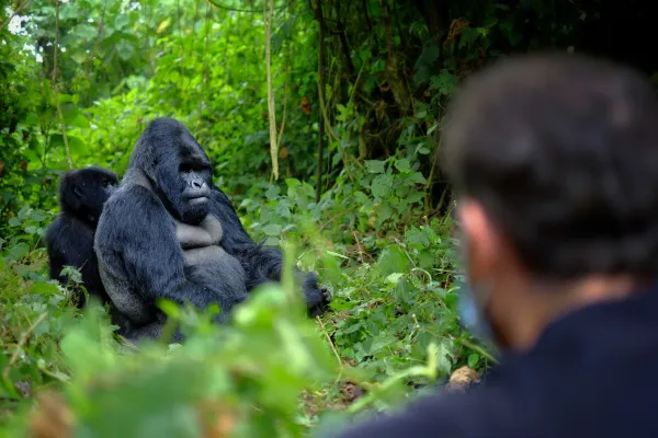 mountain gorillas being watched