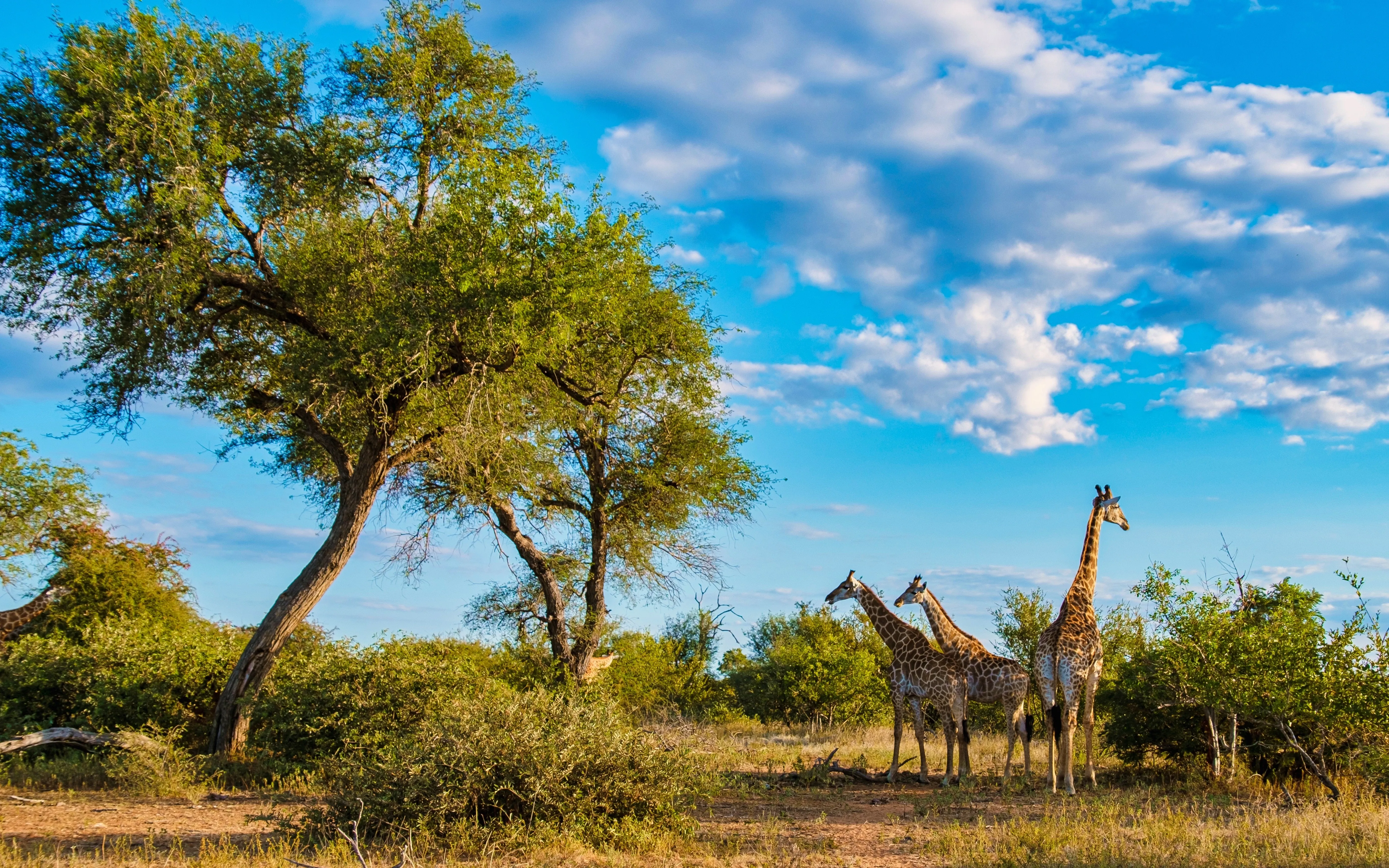 Giraffes by tree