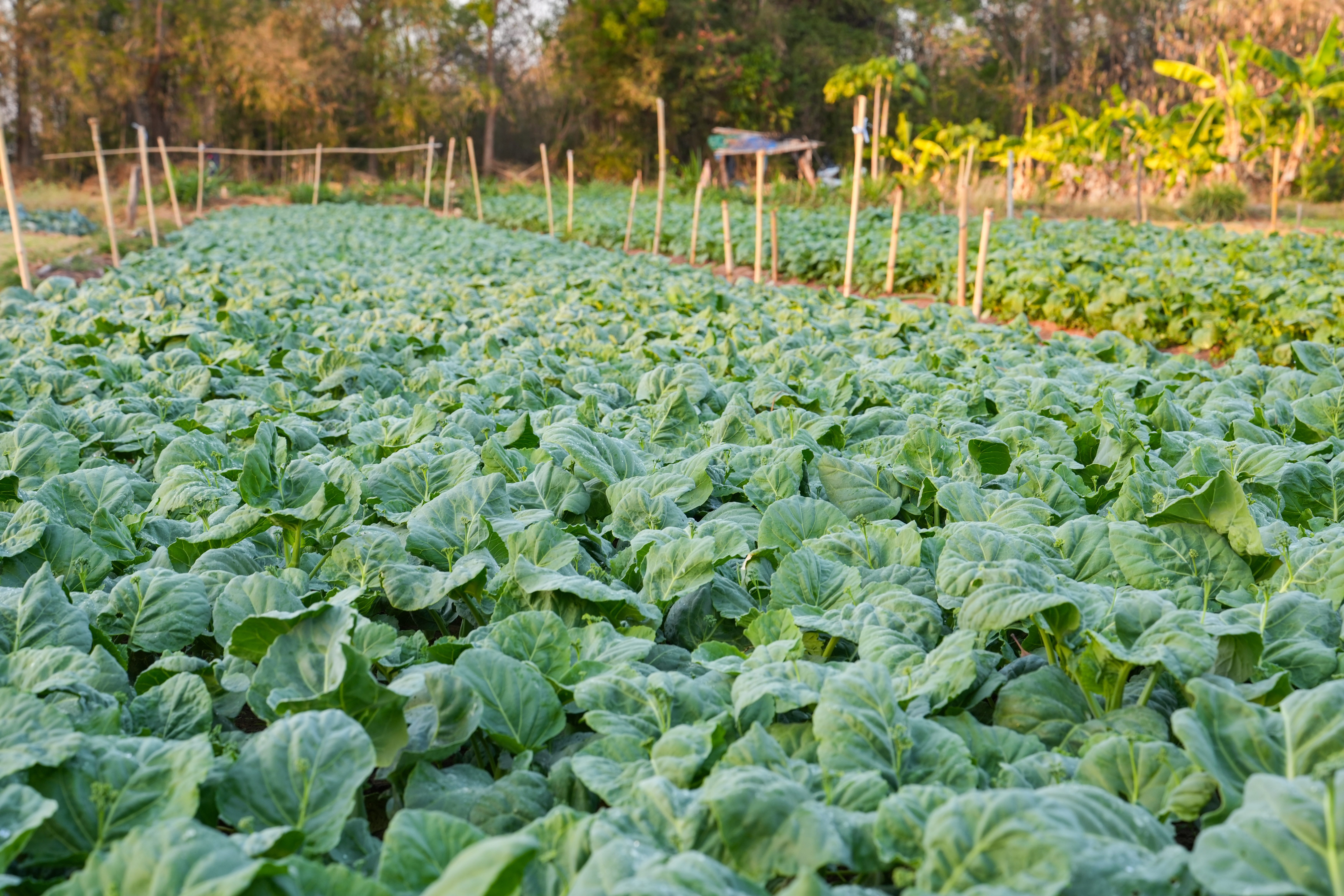 Vegetable garden