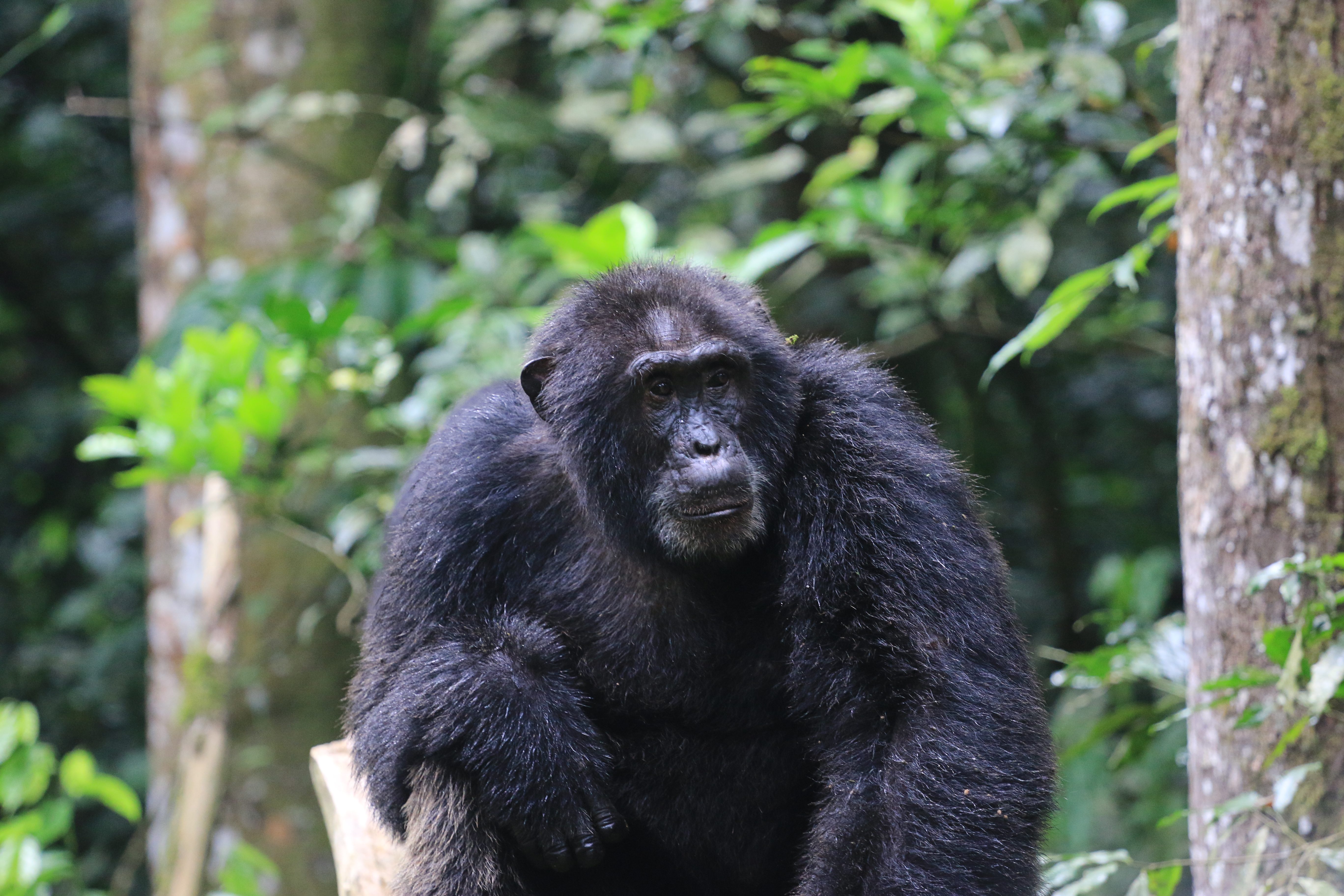 Chimpanzee