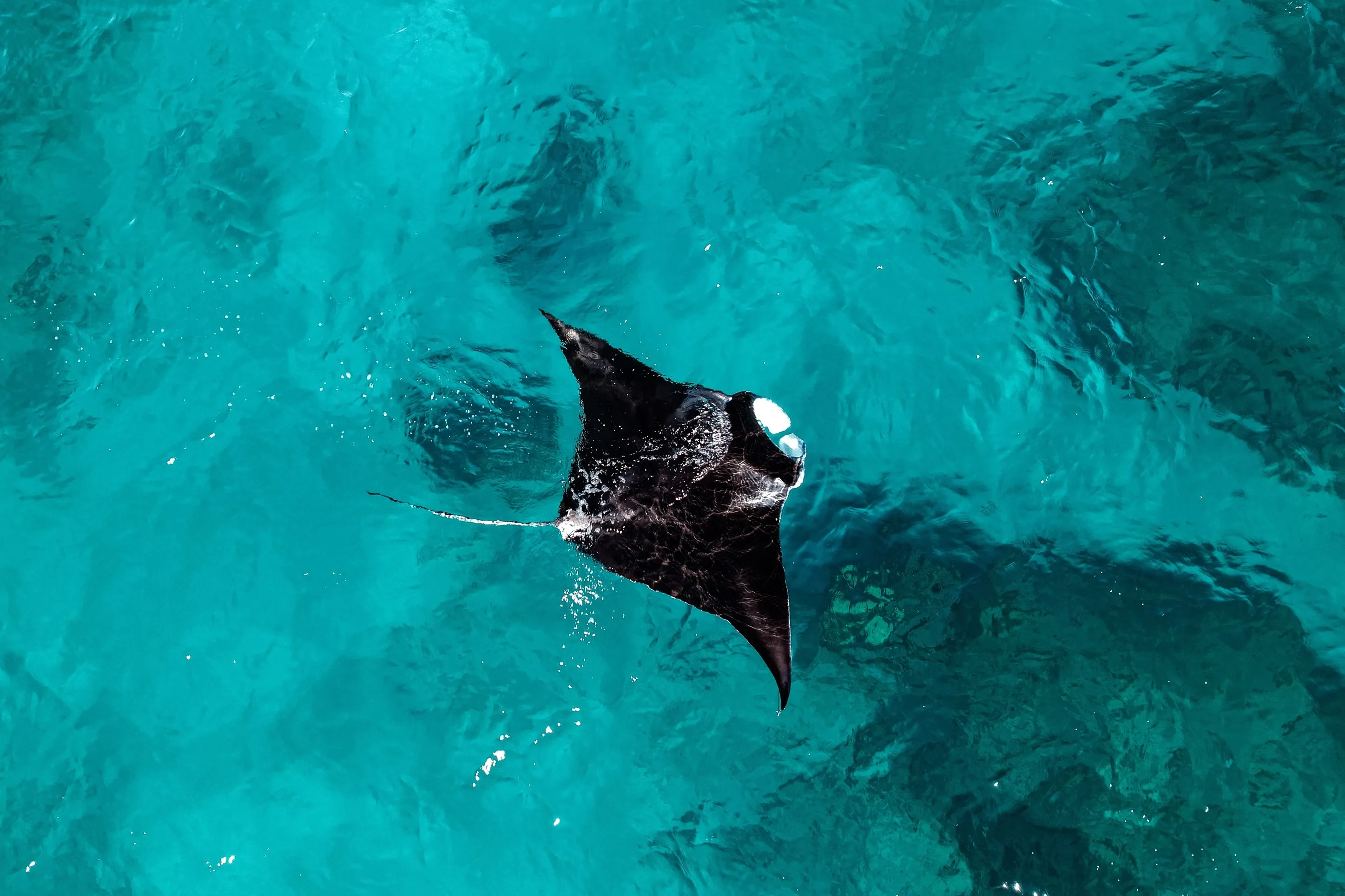 Manta ray in ocean