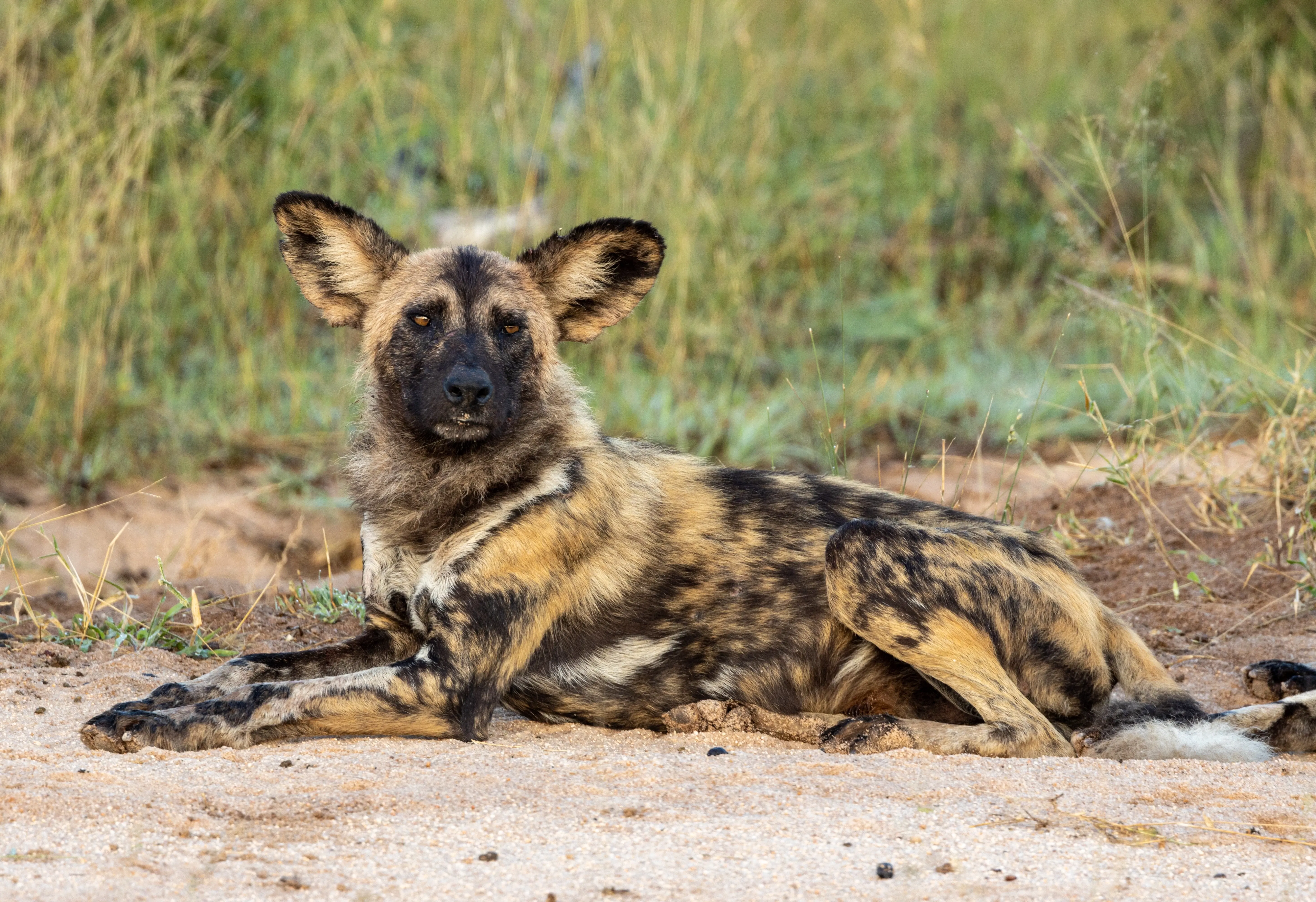 wild dog resting