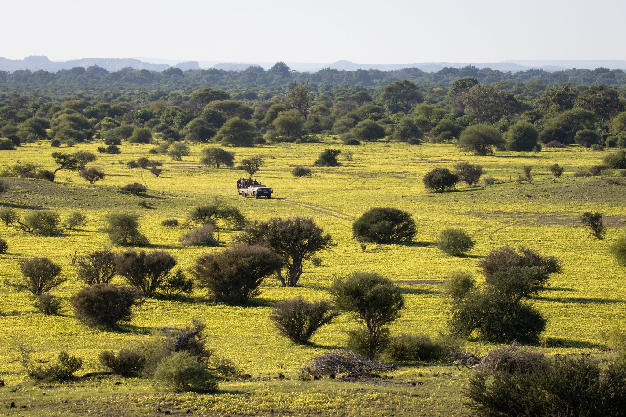 Devil Thorne Landscape