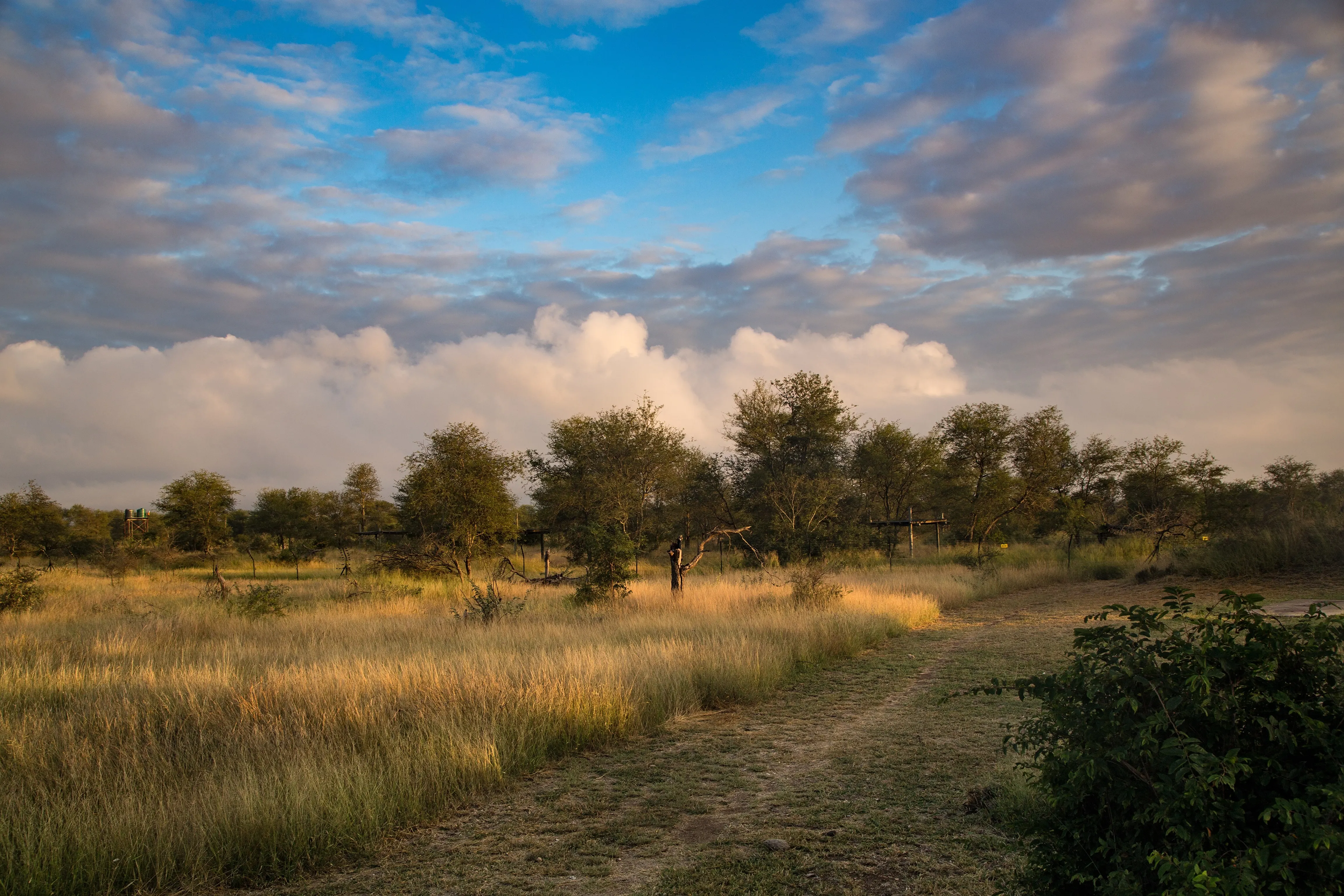 Kruger national park landscape