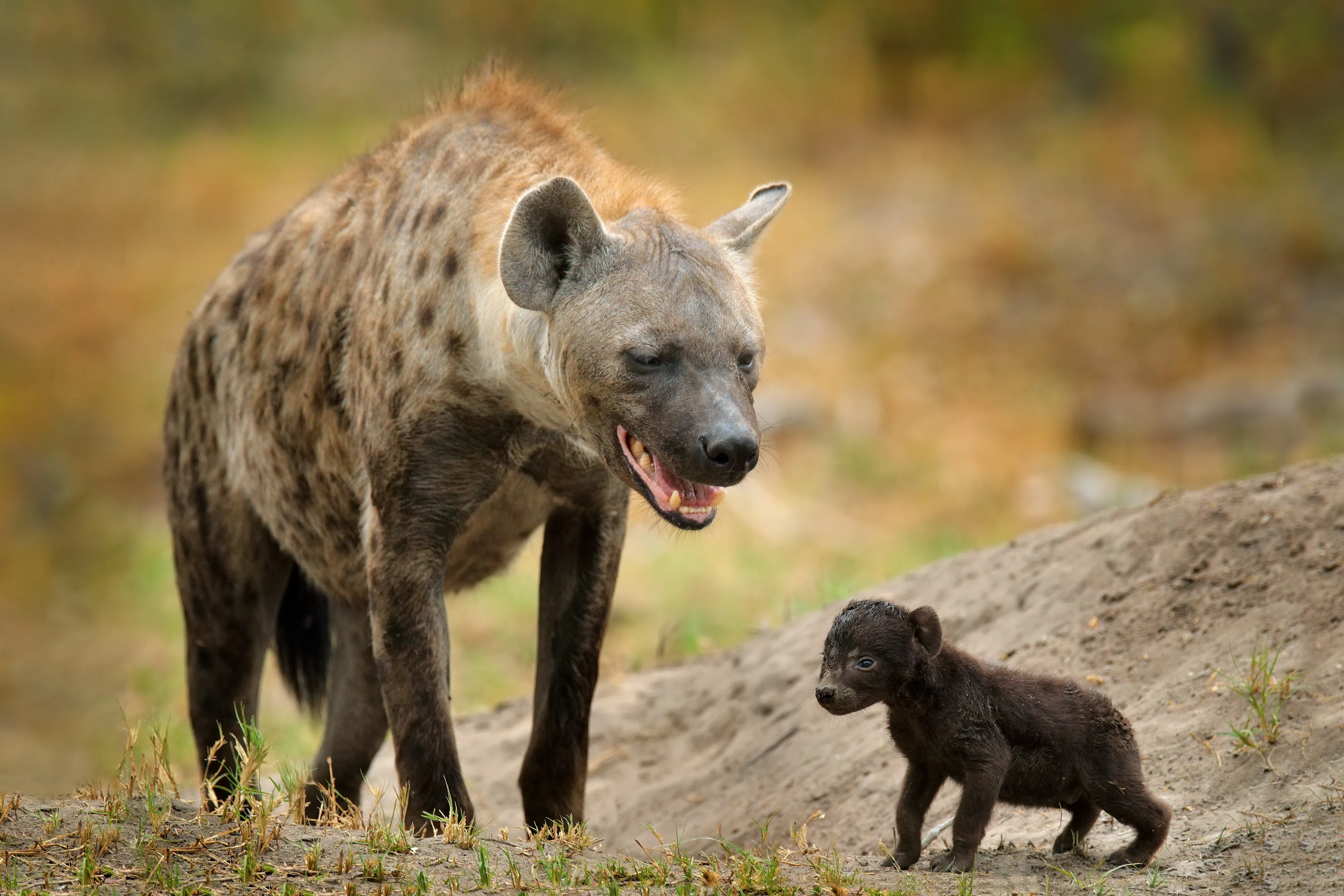 Hyena with pup