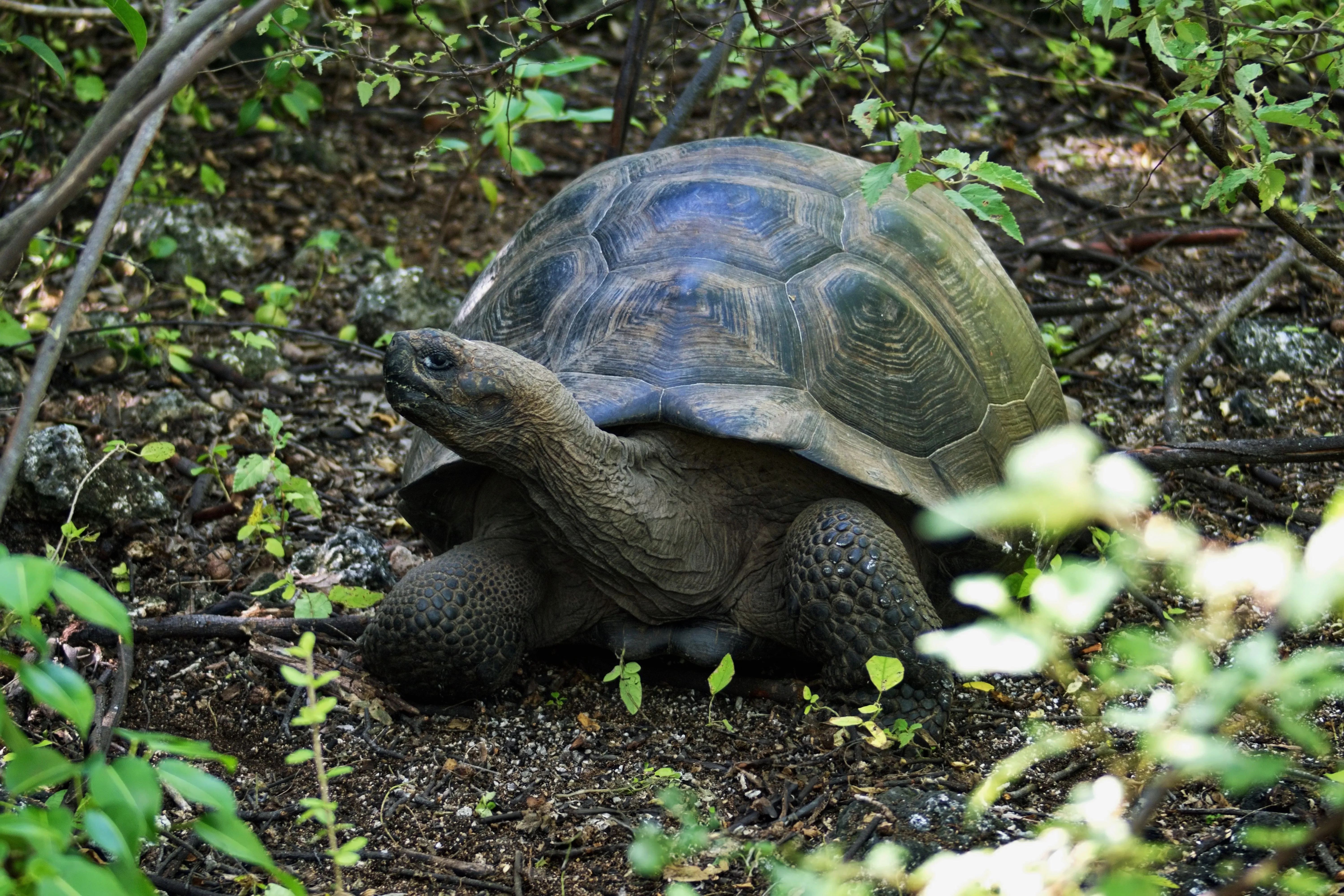 Freiwilligenprojekt Artenschutz Galapagos, Ecuador