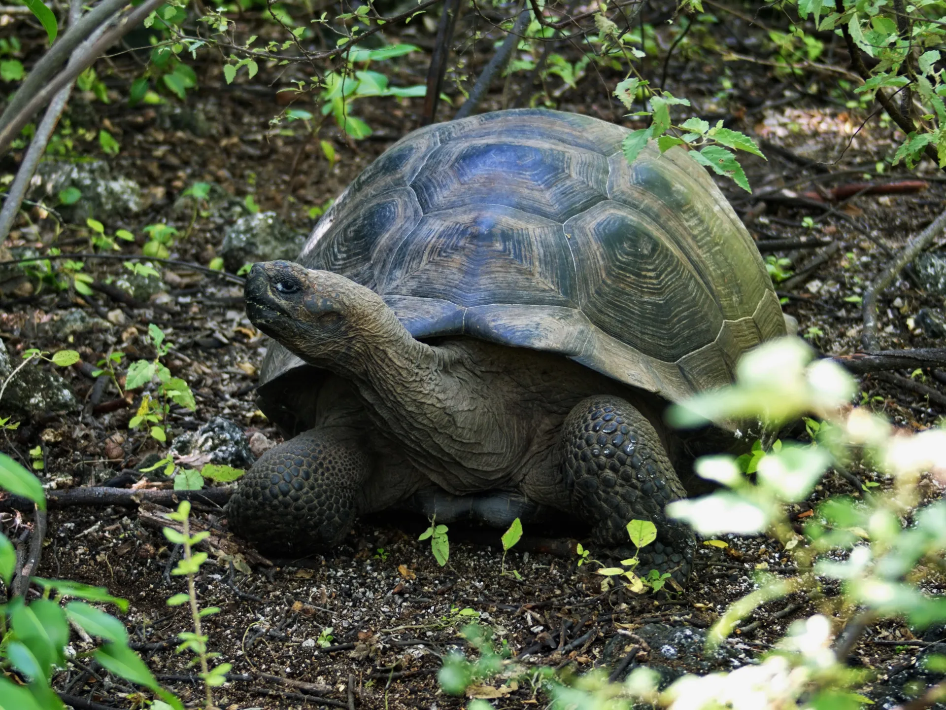 Freiwilligendienst Artenschutz Galapagos, Ecuador