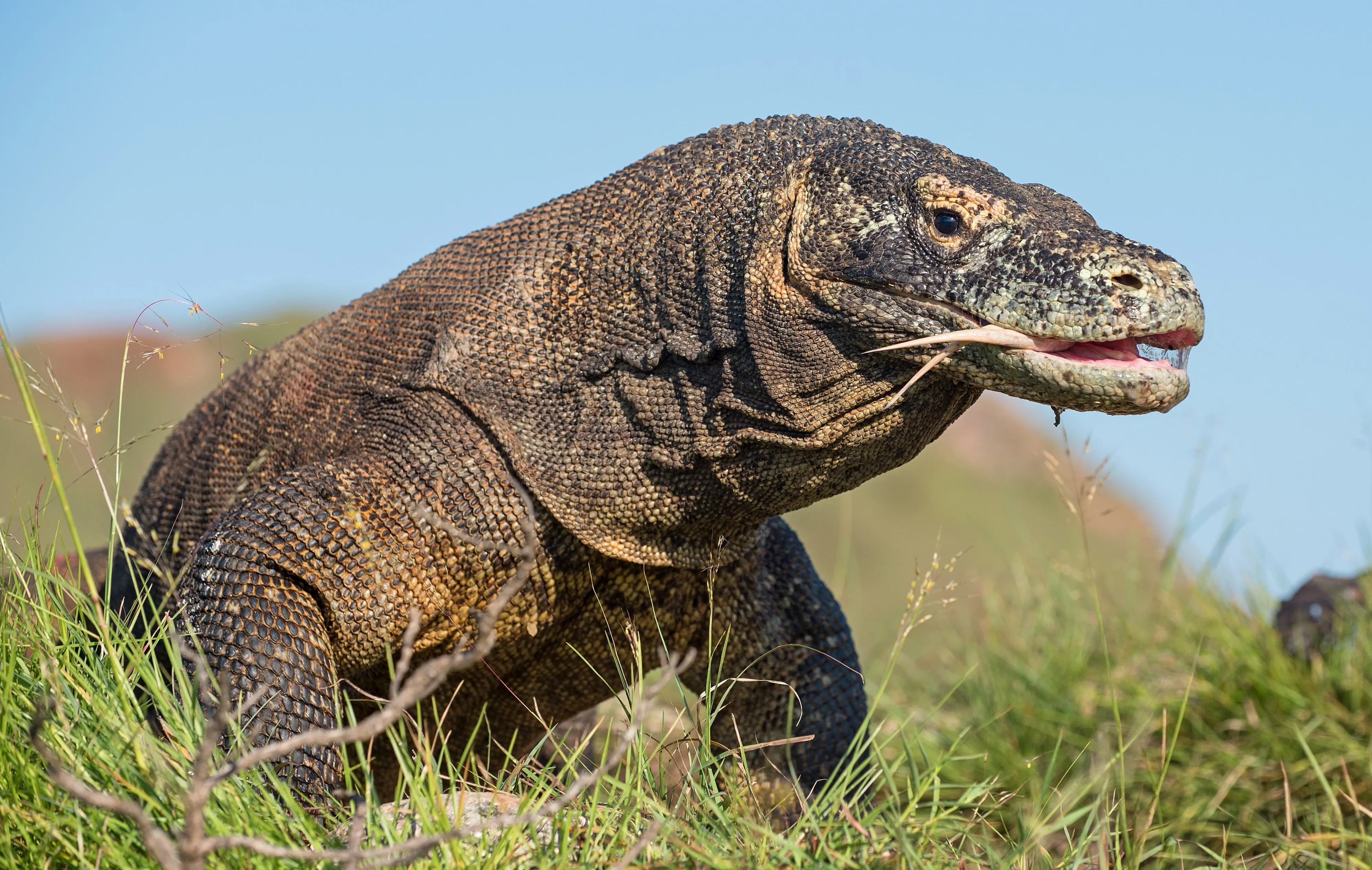 komodo dragon