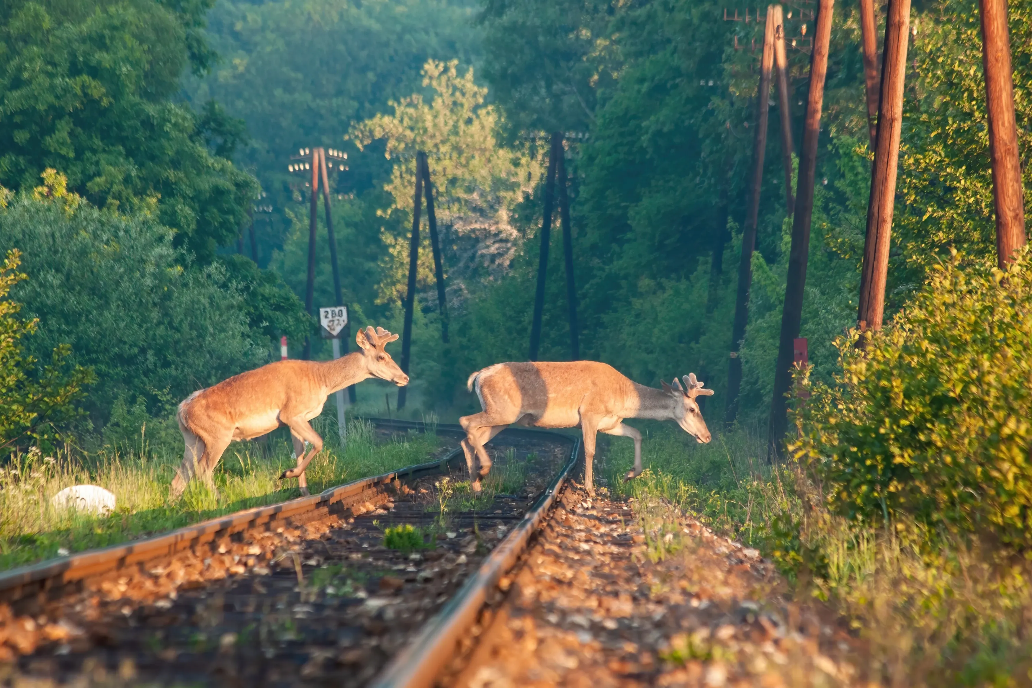 deers crossing train tracks