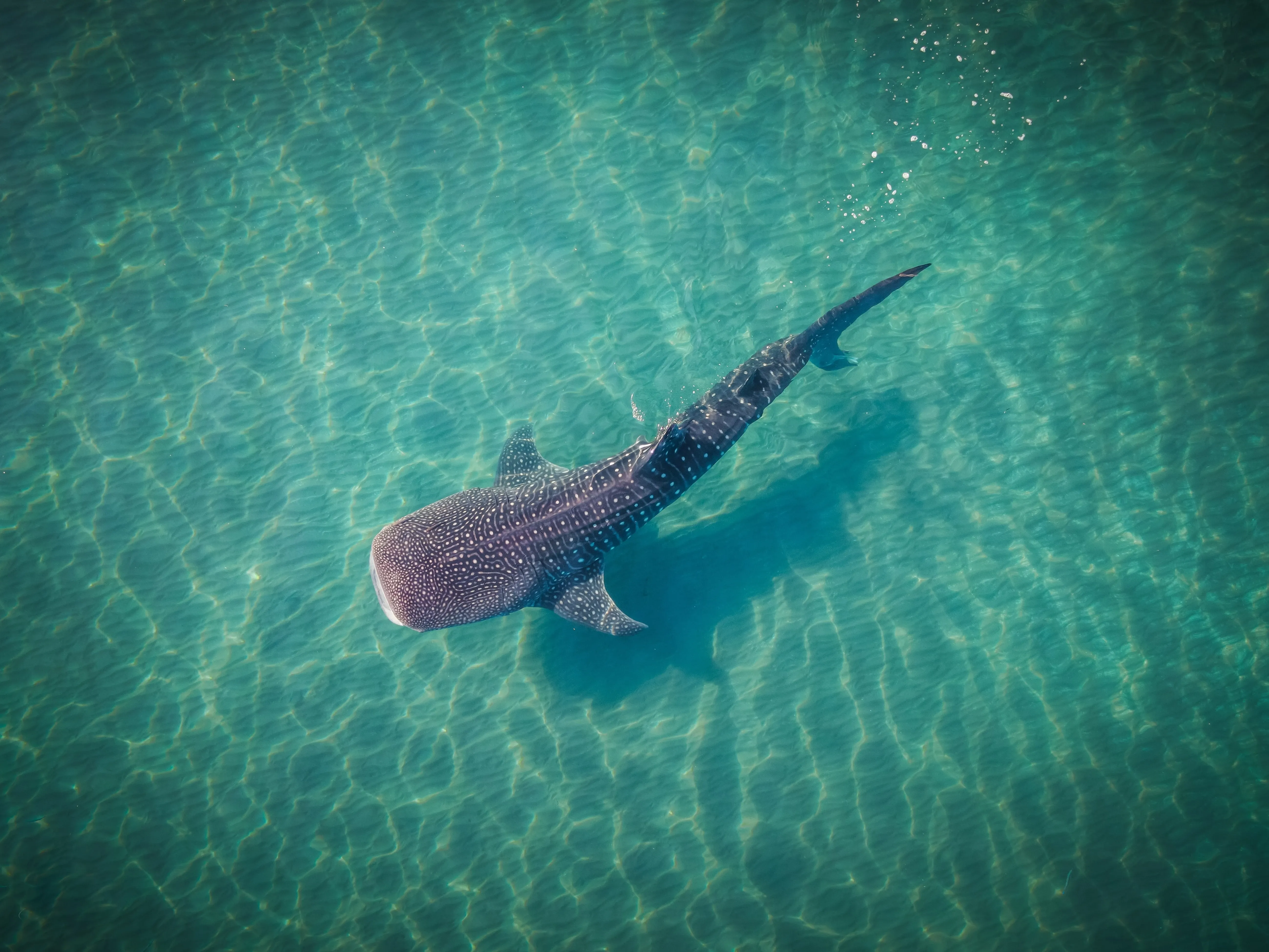 Whale shark in clear turqoise water