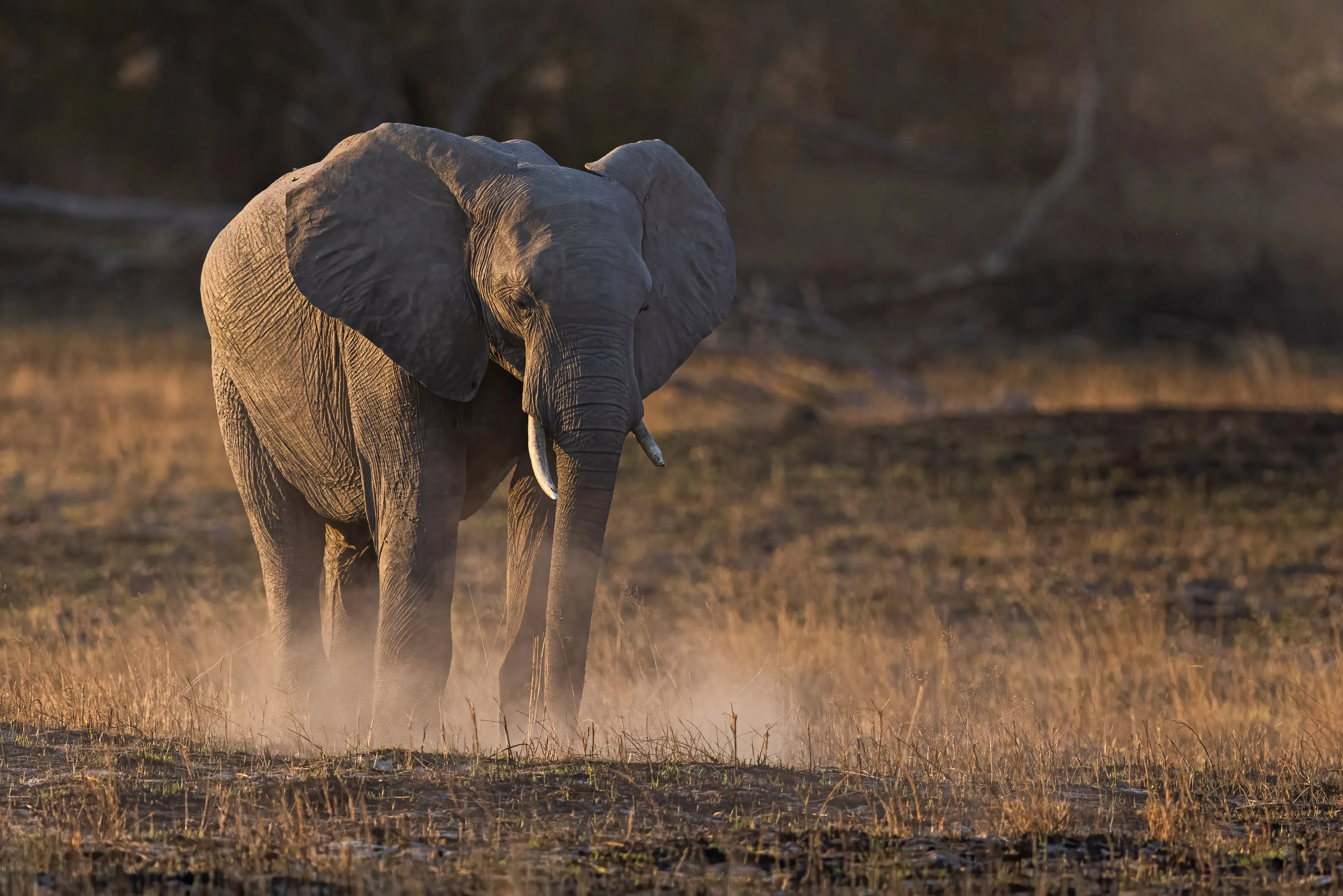 Elephant