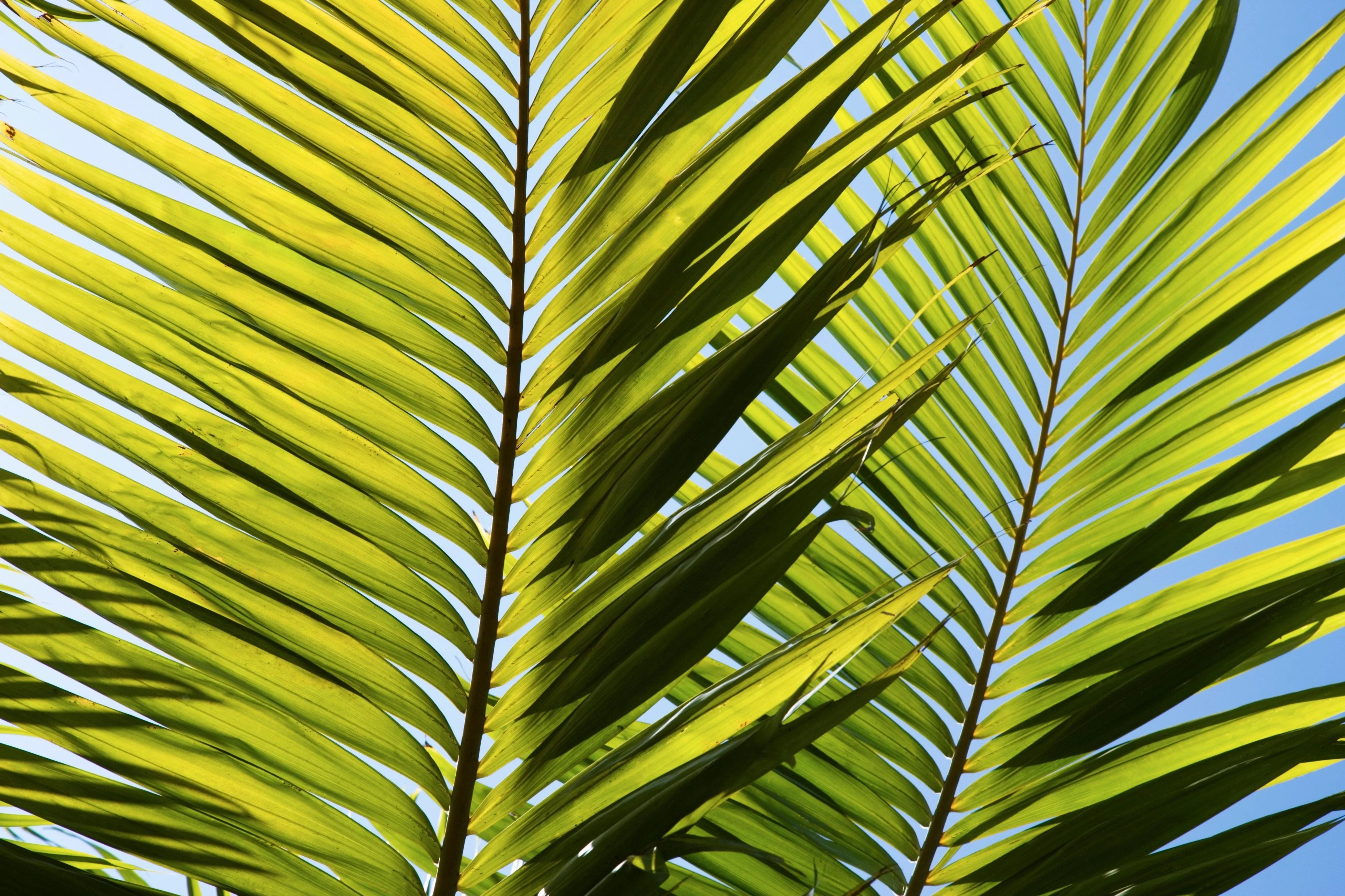 Leaf