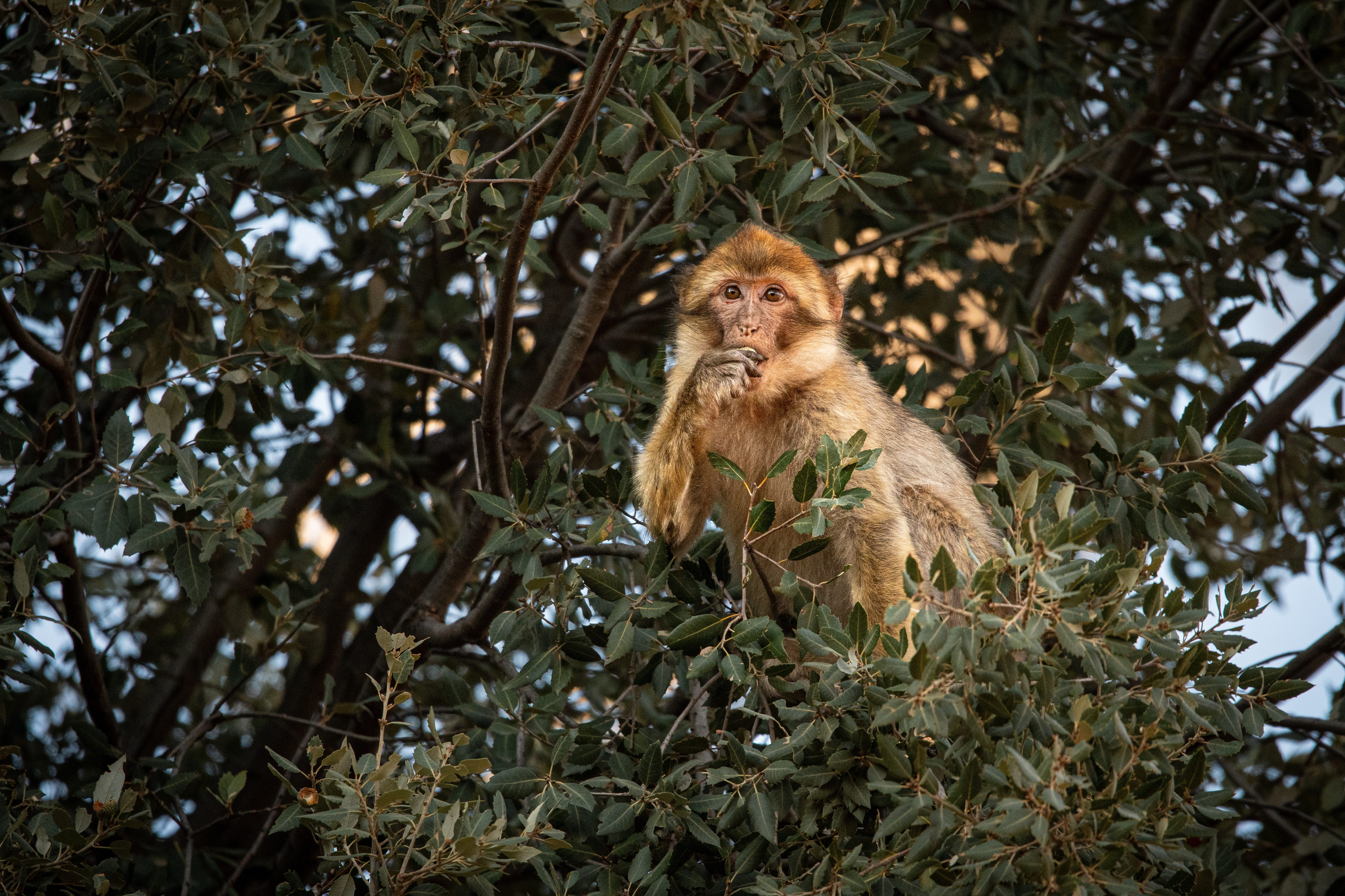barbary monkey
