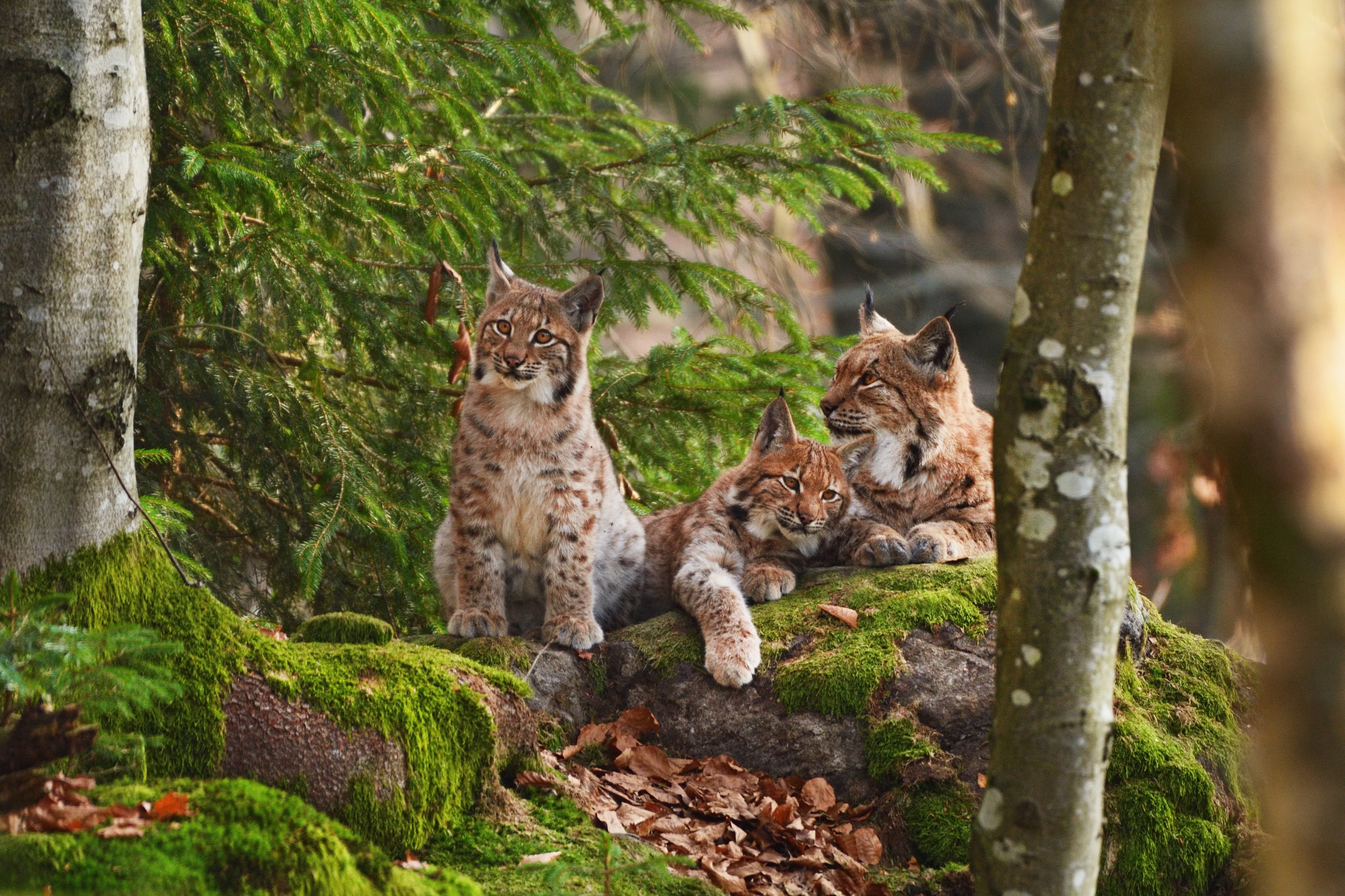 Group of lynx