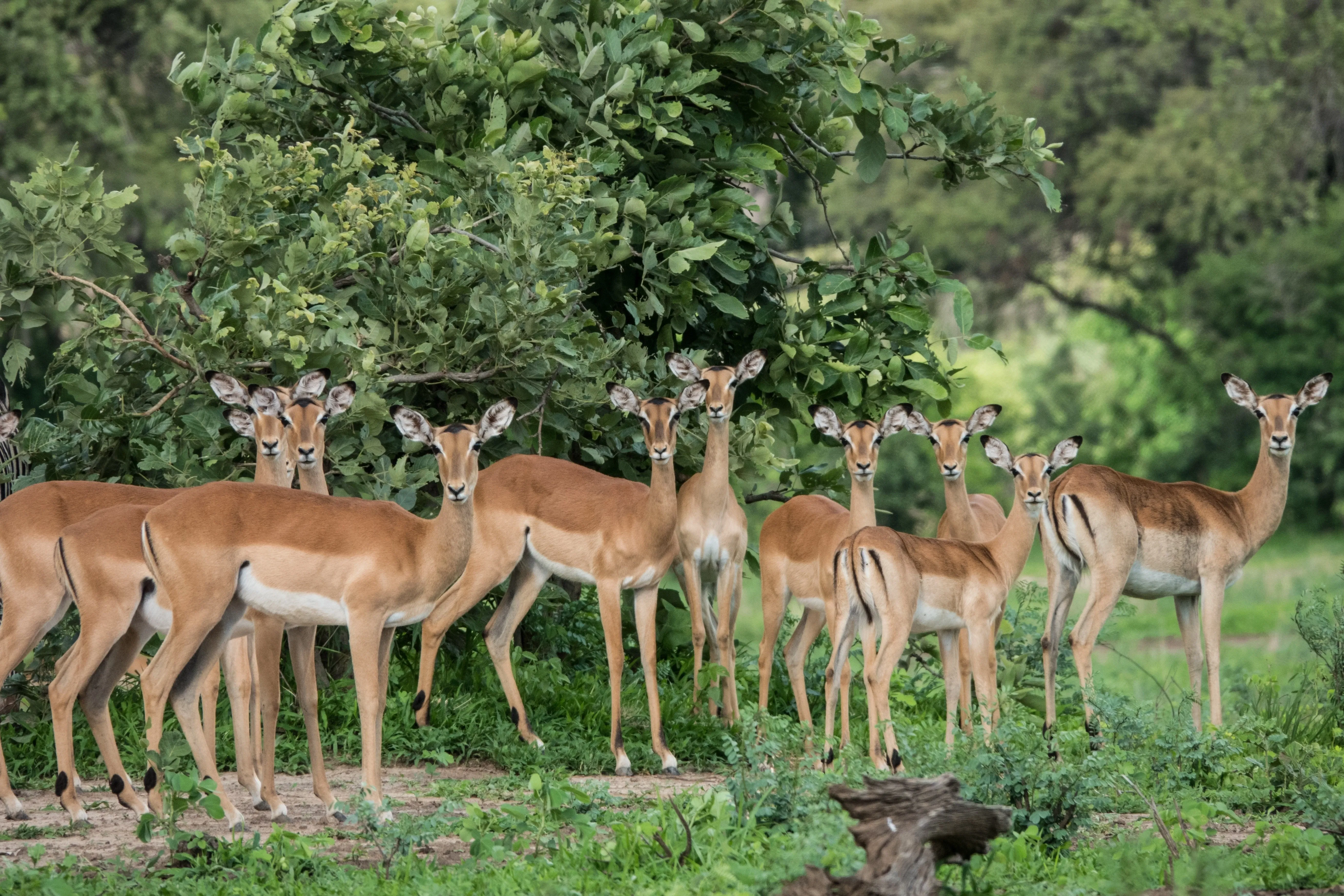 Impala herd on Zambia