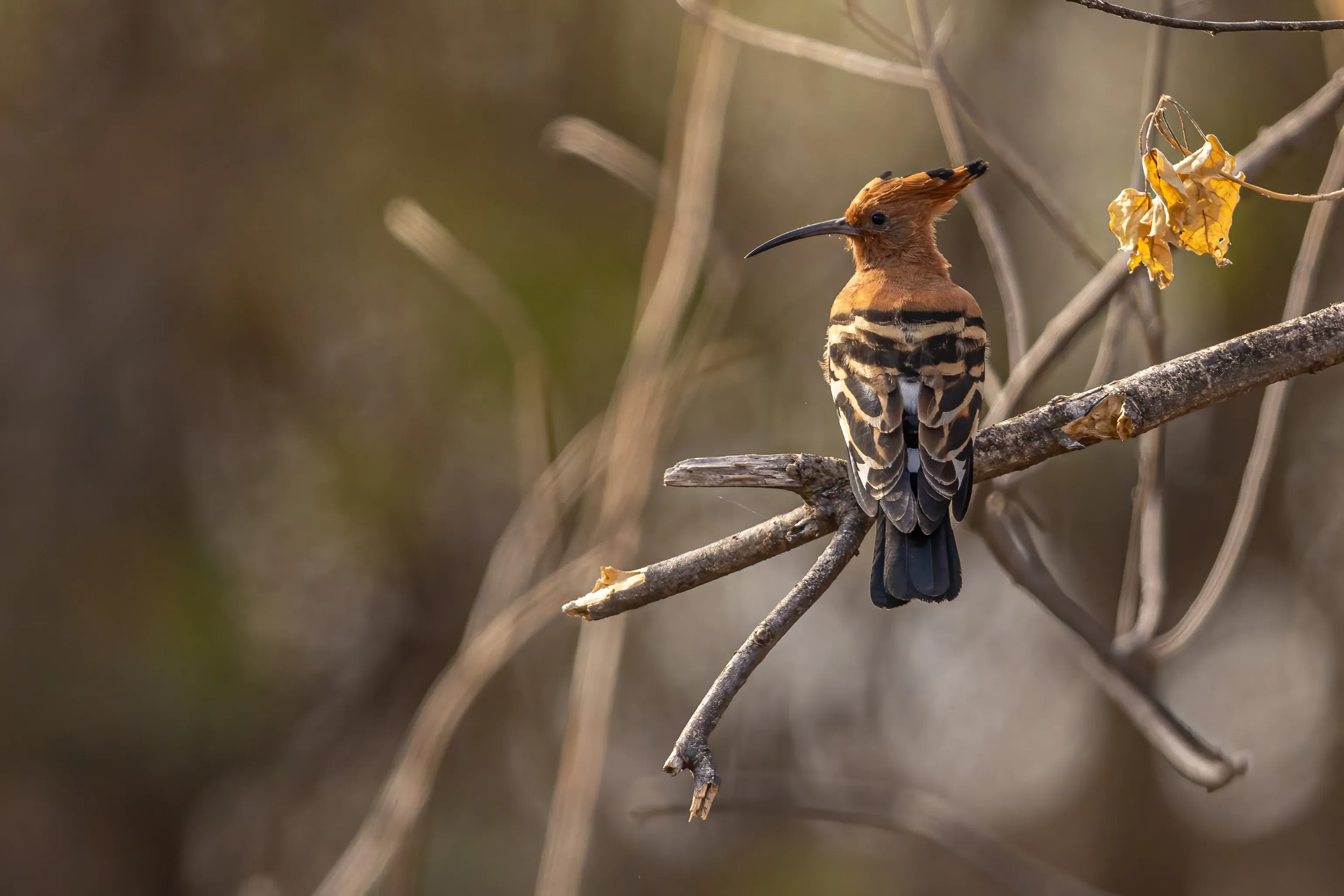 bird in okavango