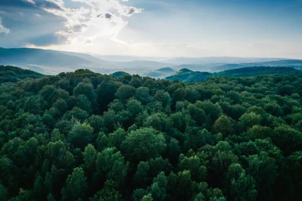 forest in sunlight