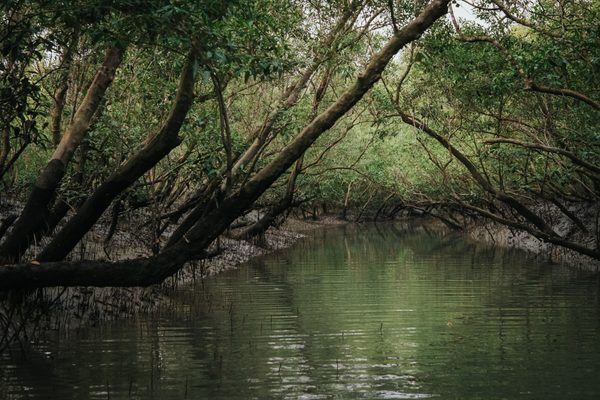 View of sundarbans