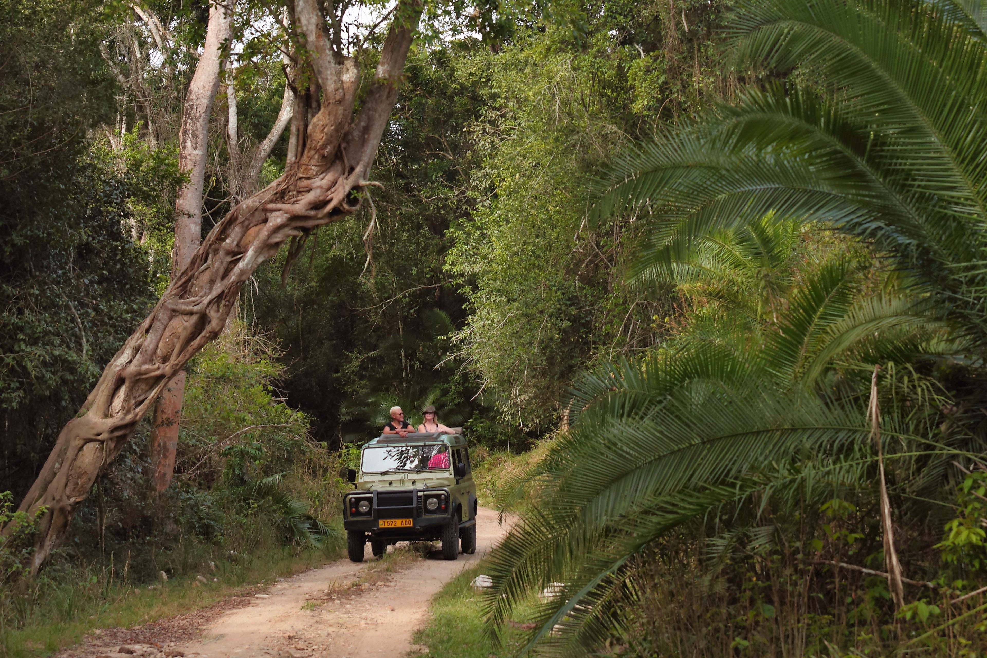 Pirschfahrt durch den Wald