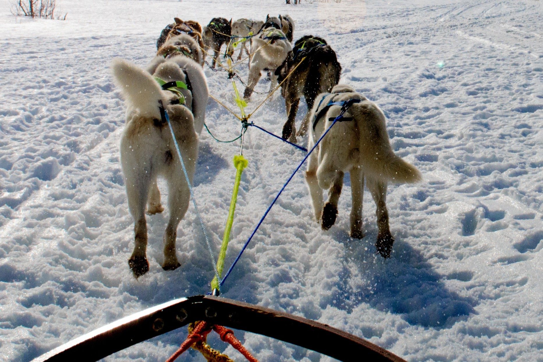 dog sled